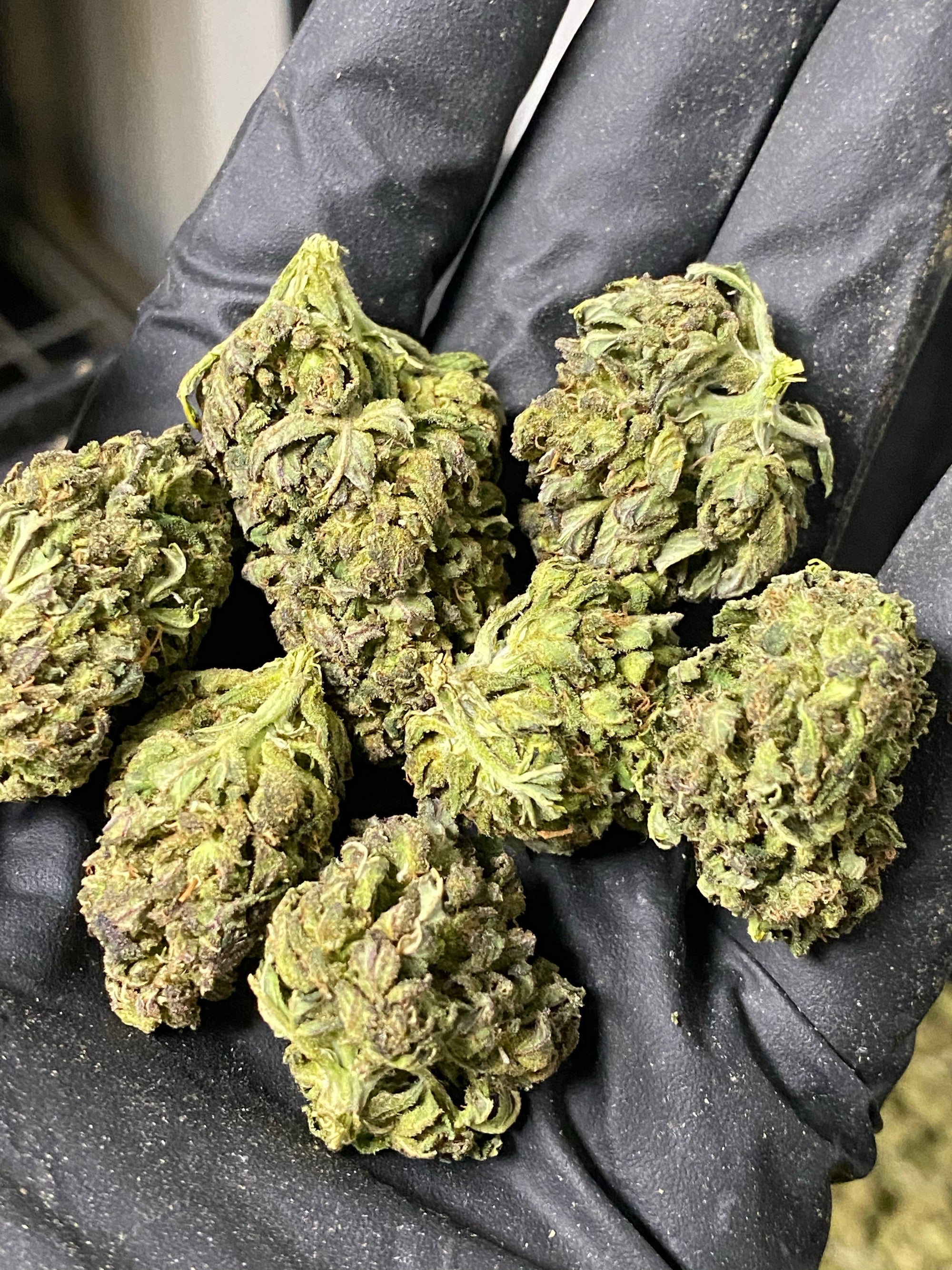 Frosted Lime CBD Hemp Flower