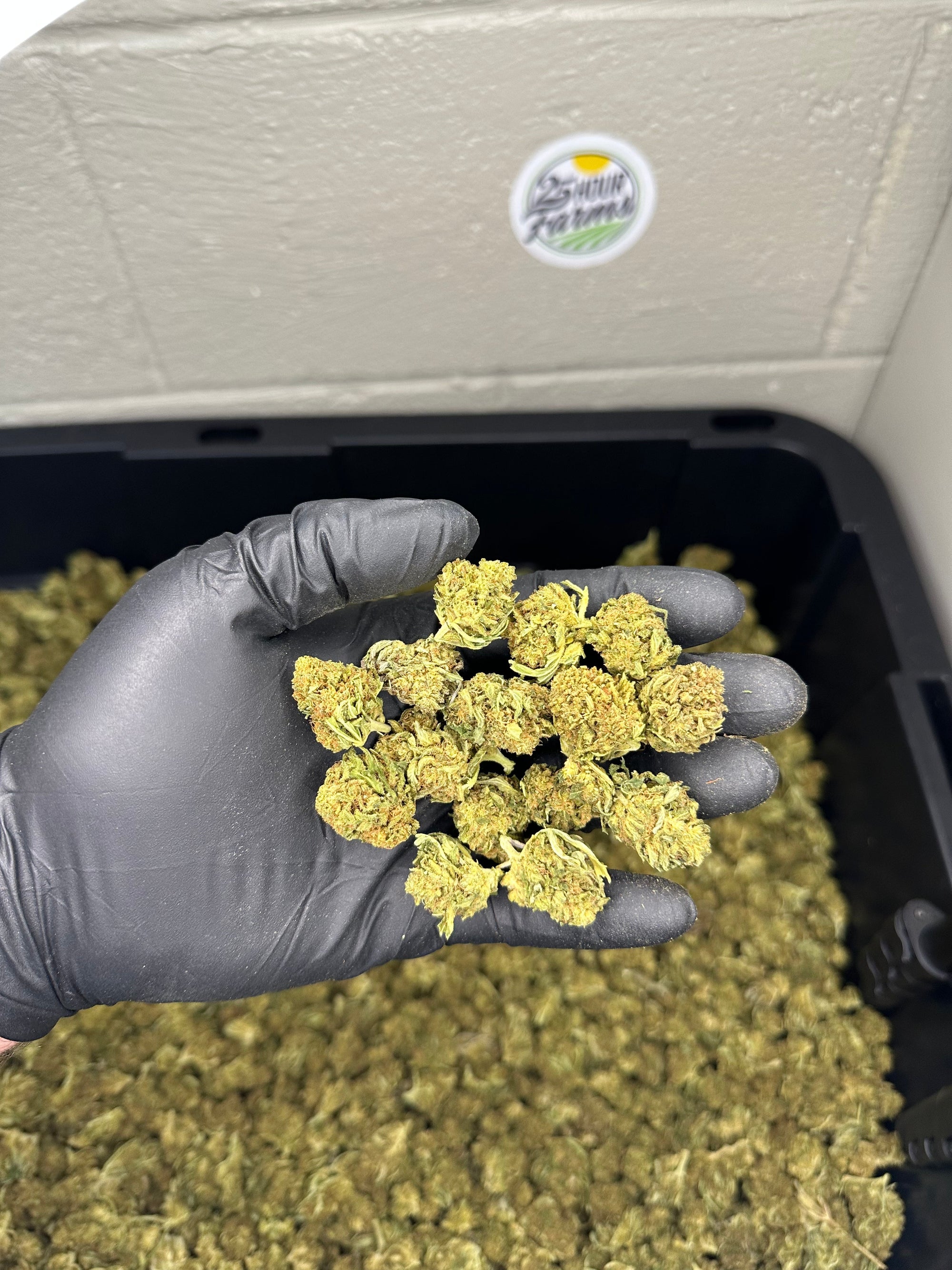 Hawaiian Haze Hemp Flower Smalls