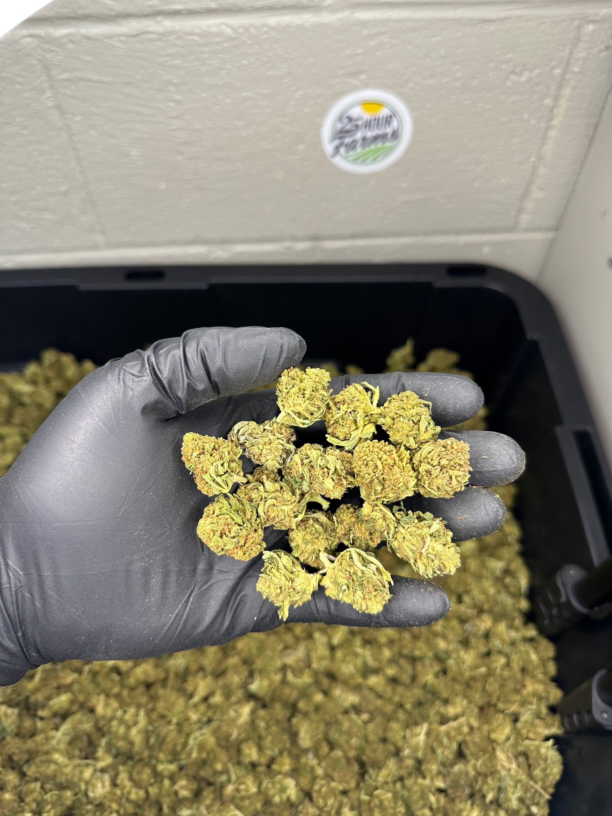 Hawaiian Haze Hemp Flower Smalls