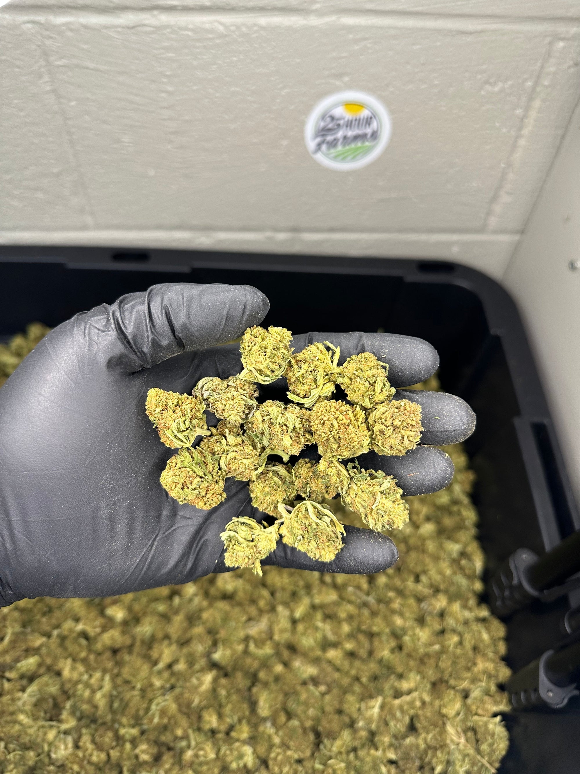 Hawaiian Haze Hemp Flower Smalls