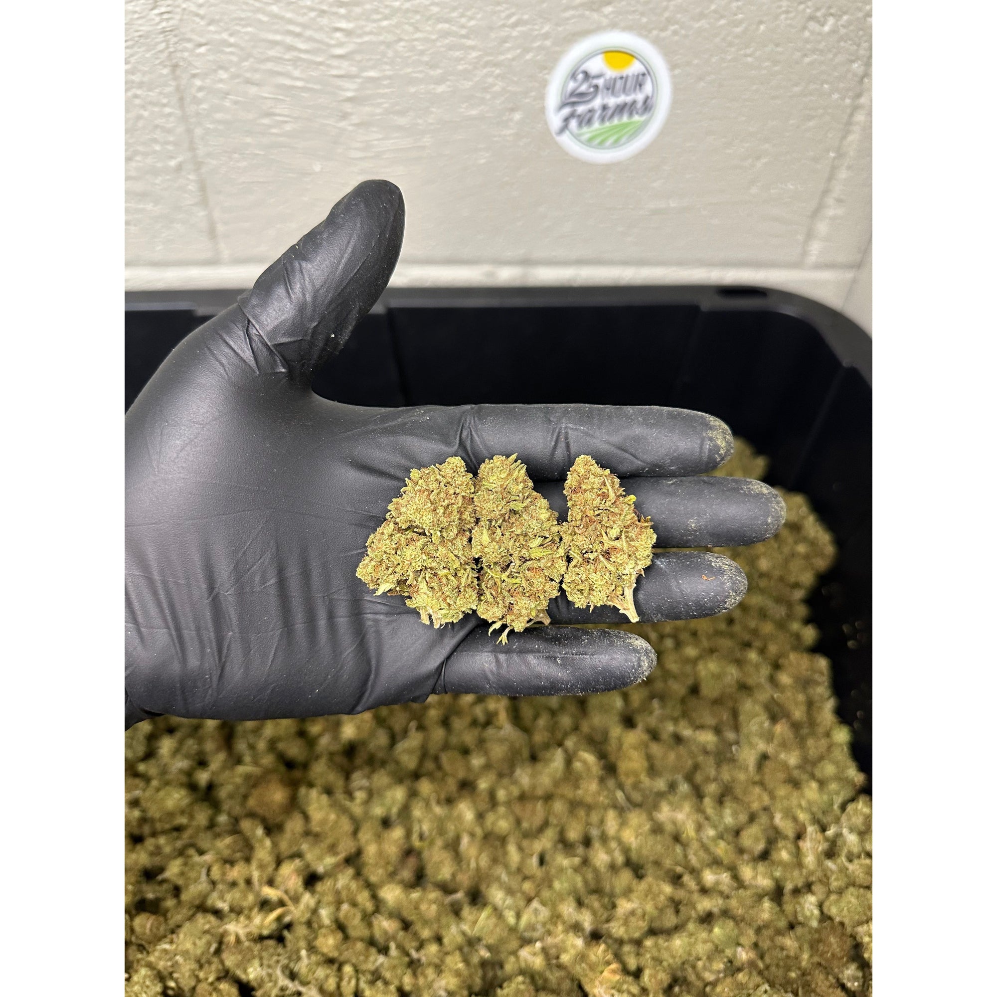 Mothership CBD Hemp Flower