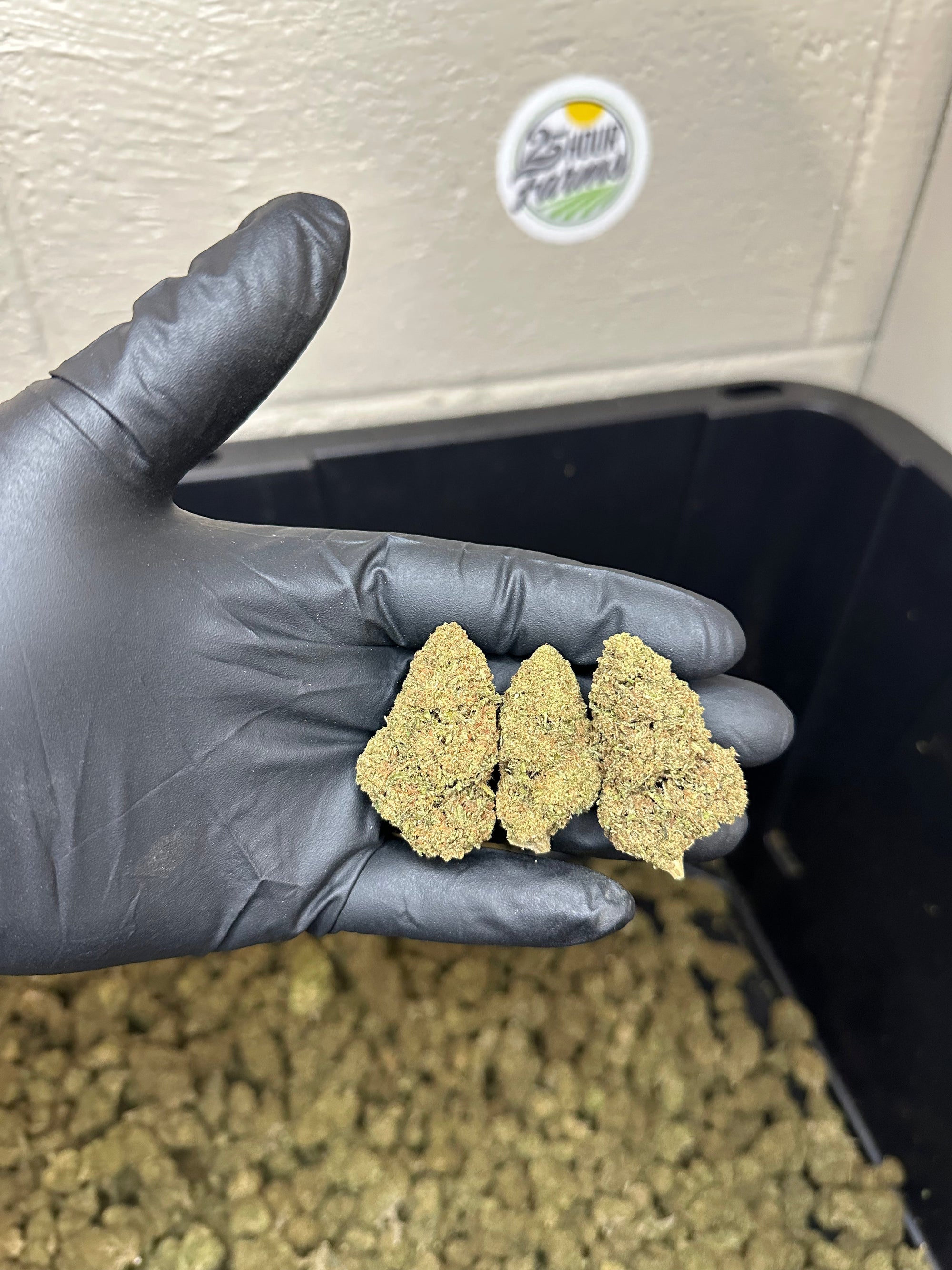 Casino Cookies CBD Hemp Flower