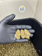 Casino Cookies CBD Hemp Flower