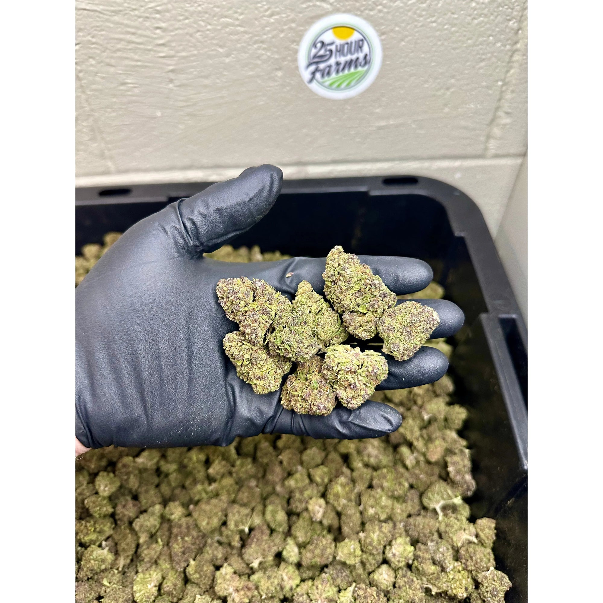 Purple Gruntz CBD Hemp Flower