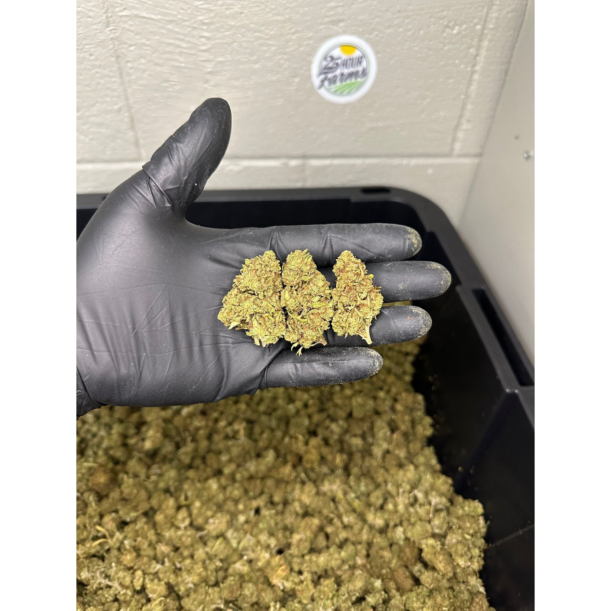 Mothership CBD Hemp Flower