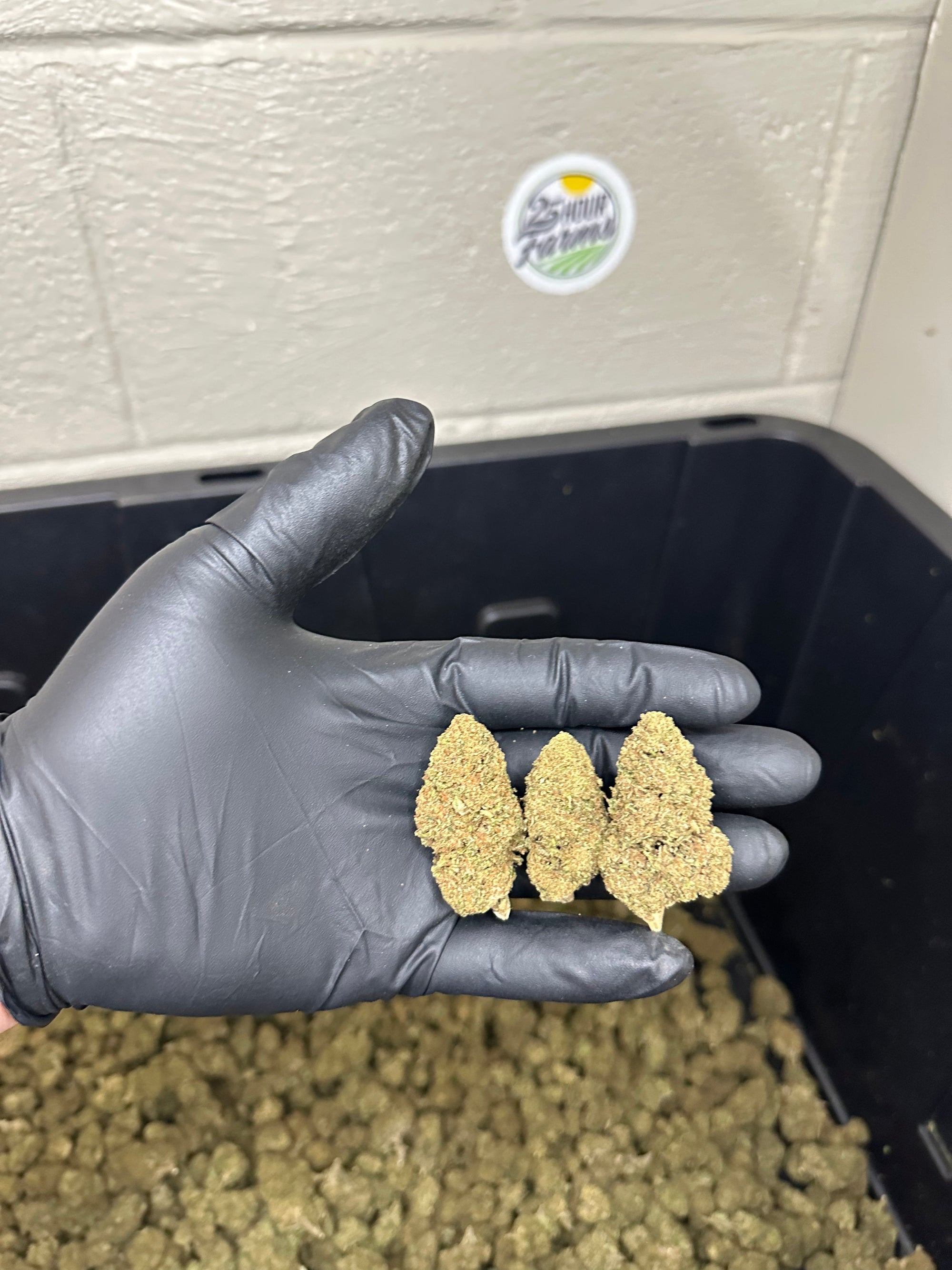 Casino Cookies CBD Hemp Flower