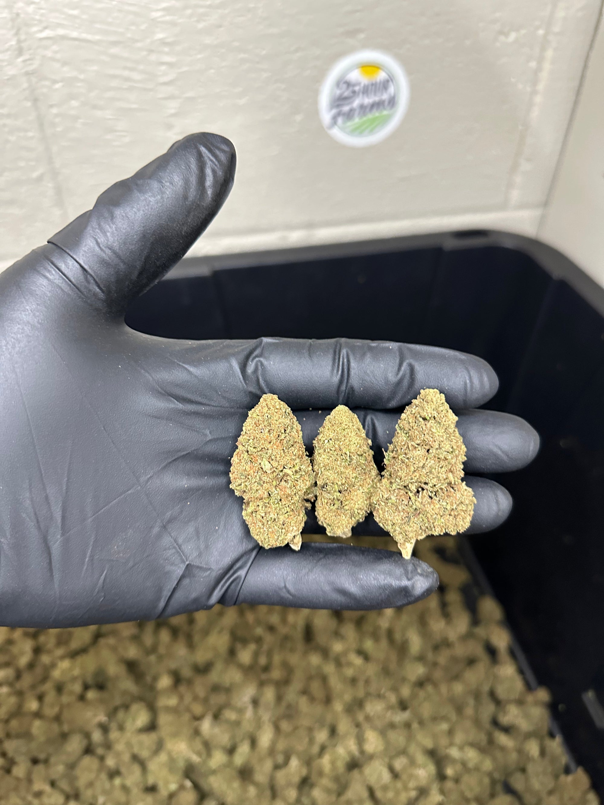 Casino Cookies CBD Hemp Flower