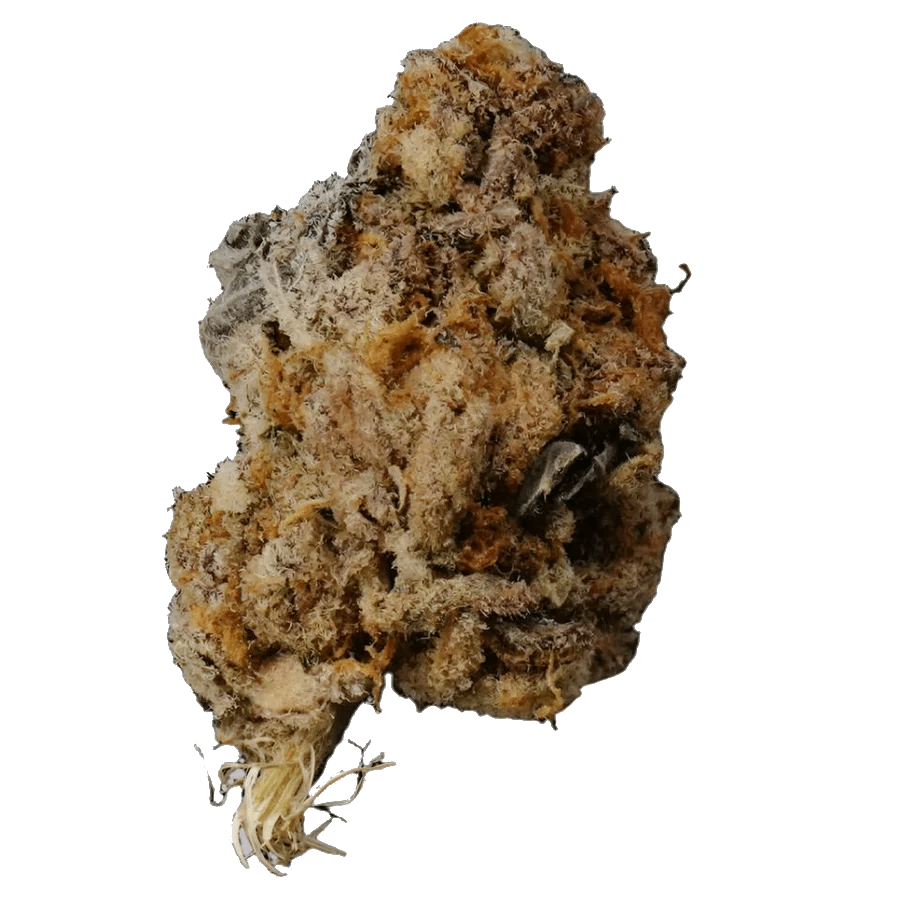 Apple Tart Exotic THCA Hemp Flower