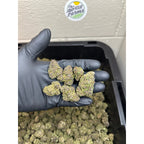 Purple Gruntz CBD Hemp Flower