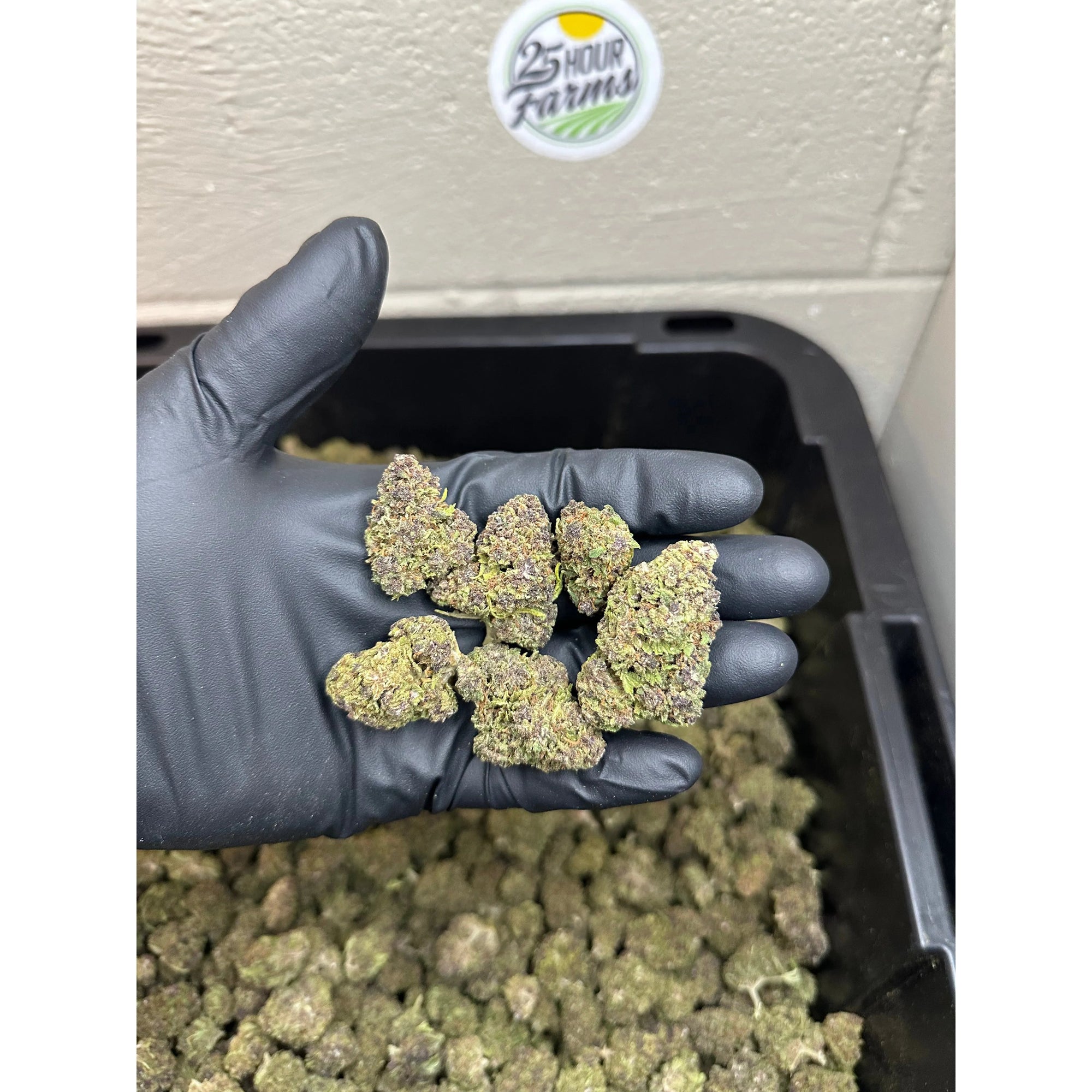 Purple Gruntz CBD Hemp Flower