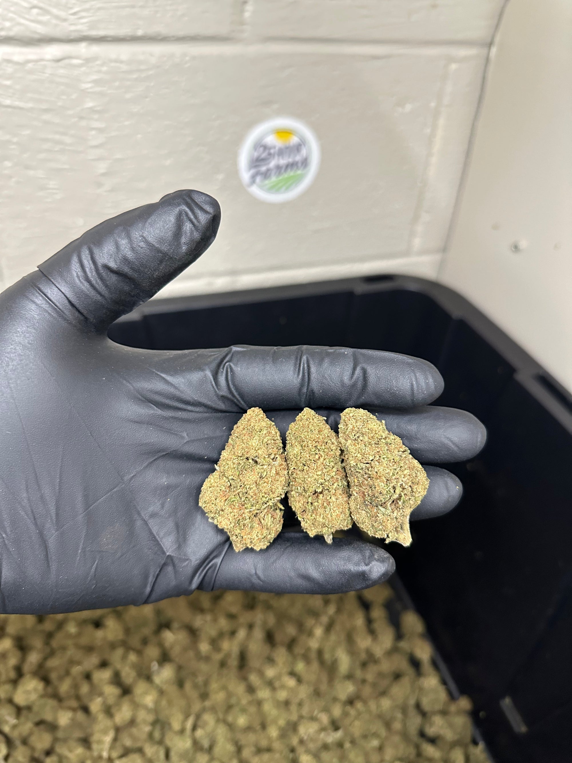 Casino Cookies CBD Hemp Flower