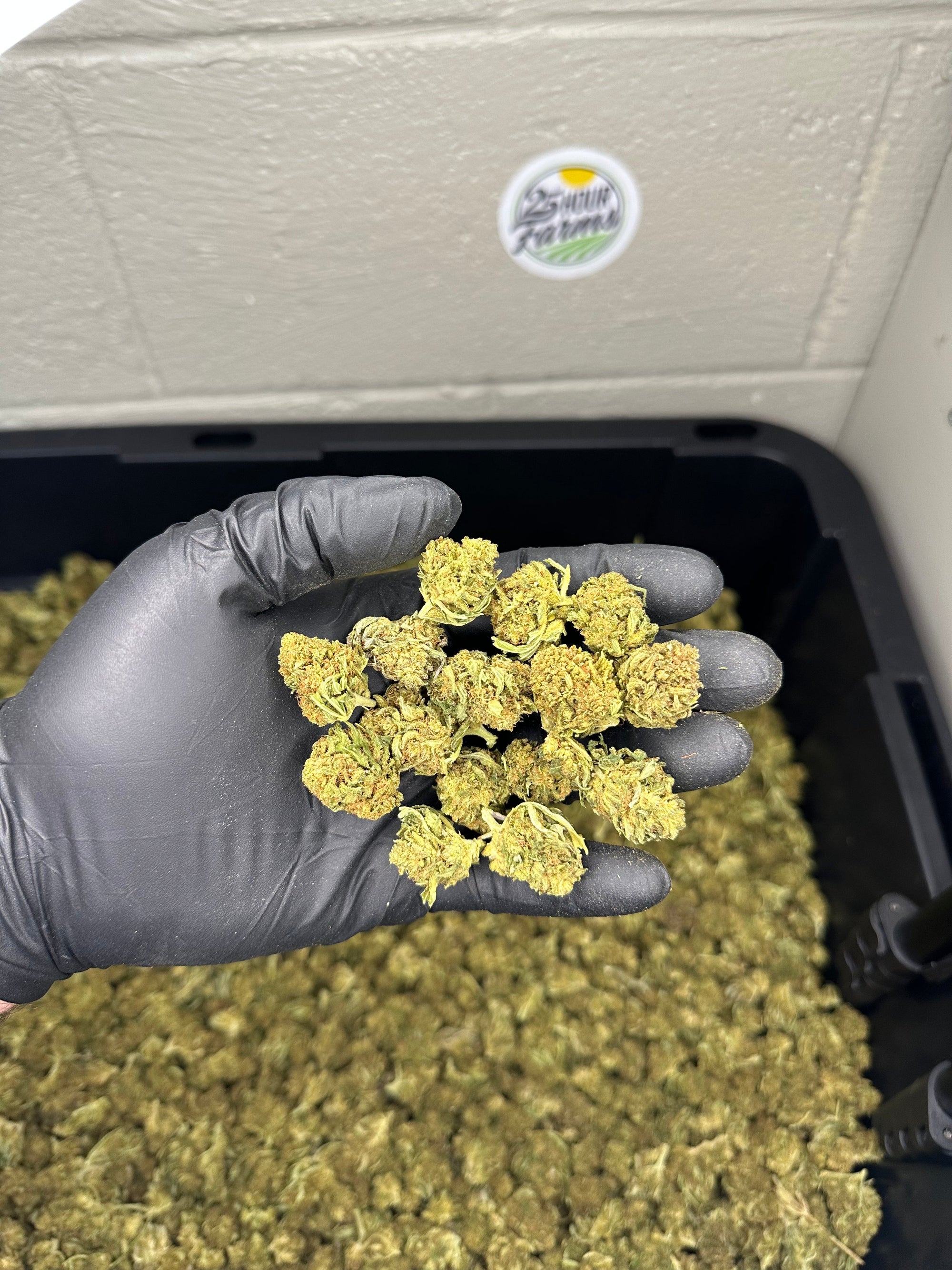 Hawaiian Haze Hemp Flower Smalls