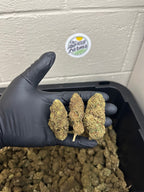 Salad Bar Hemp Flower