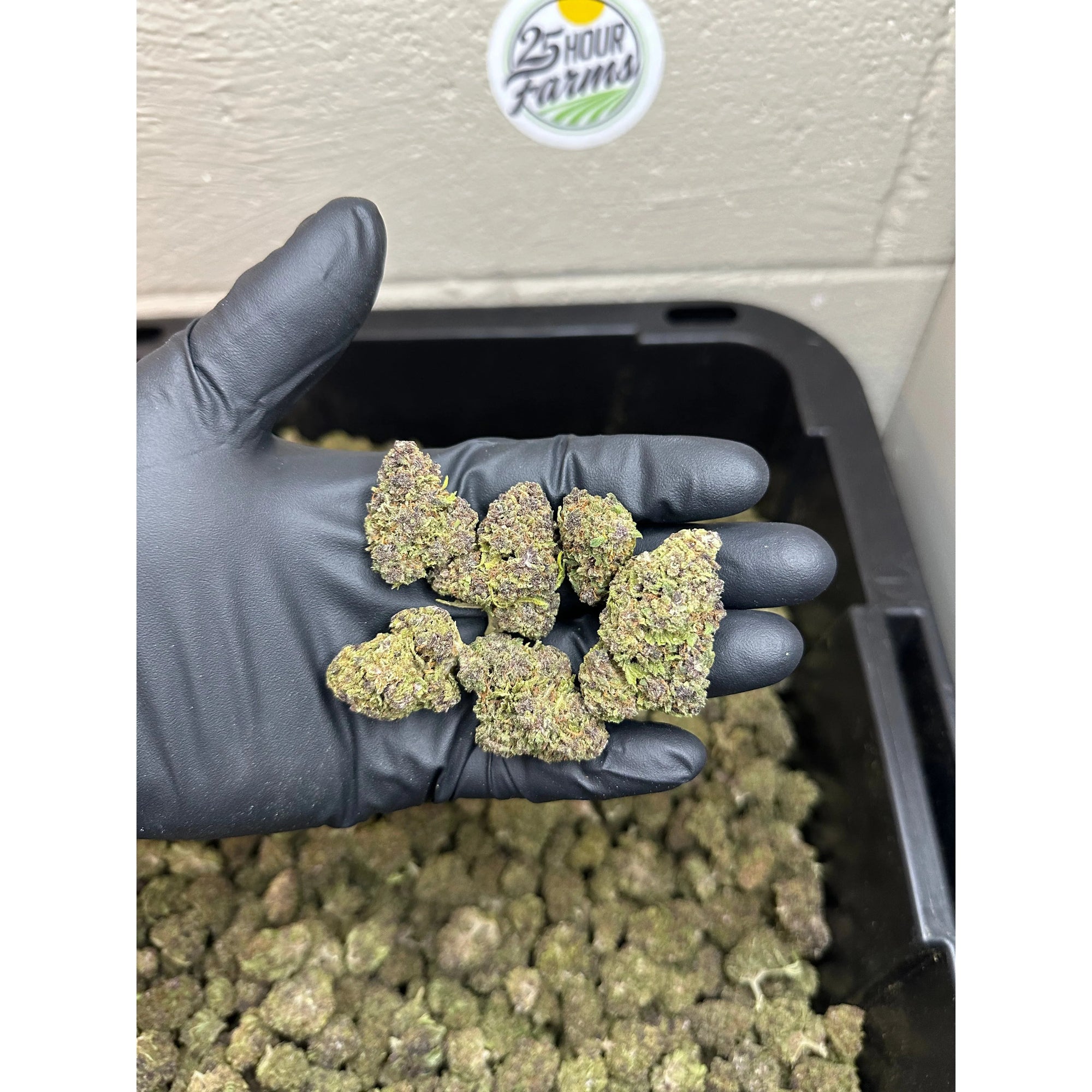 Purple Gruntz CBD Hemp Flower