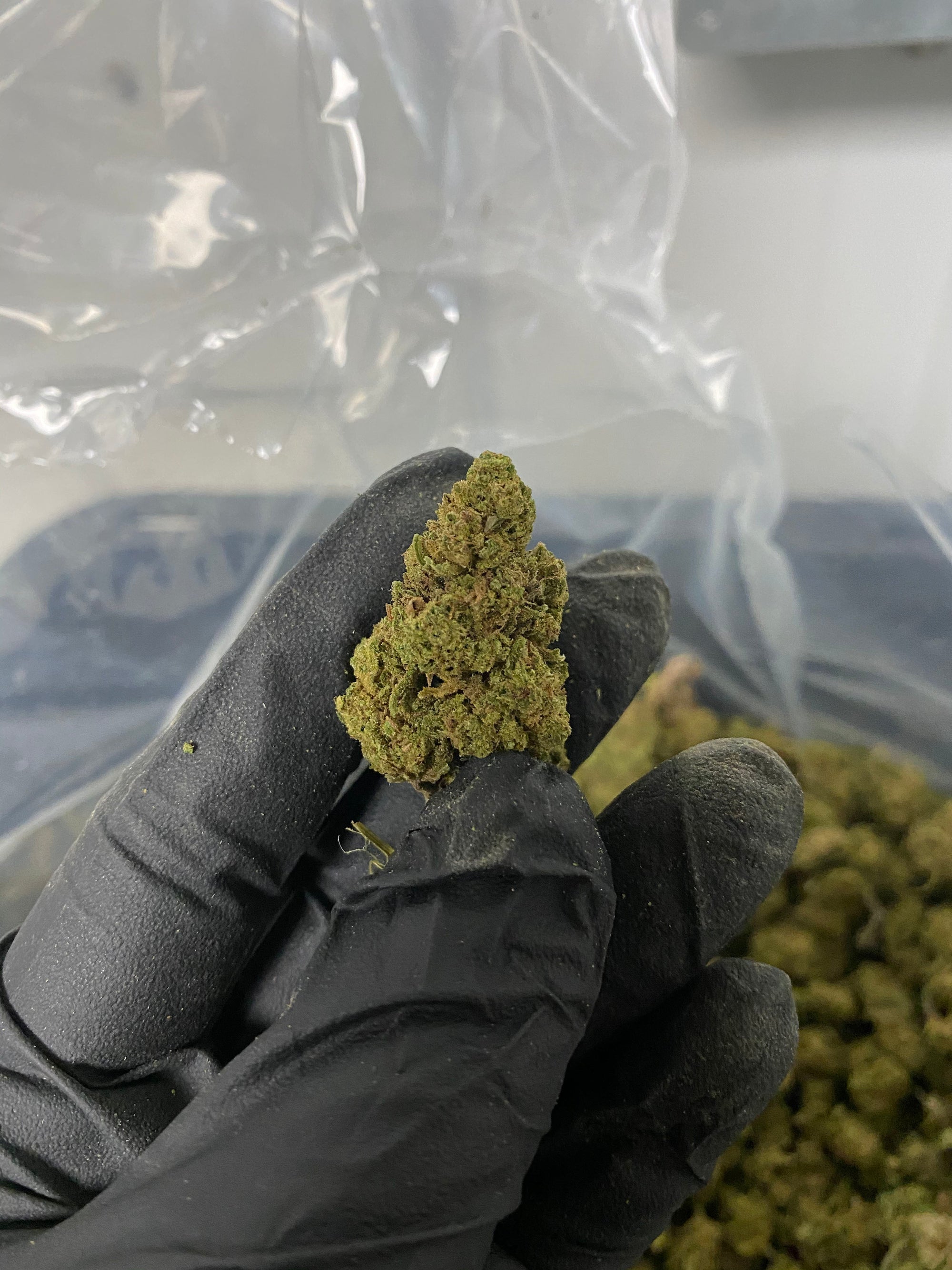 Hawaiian Haze CBD Flower
