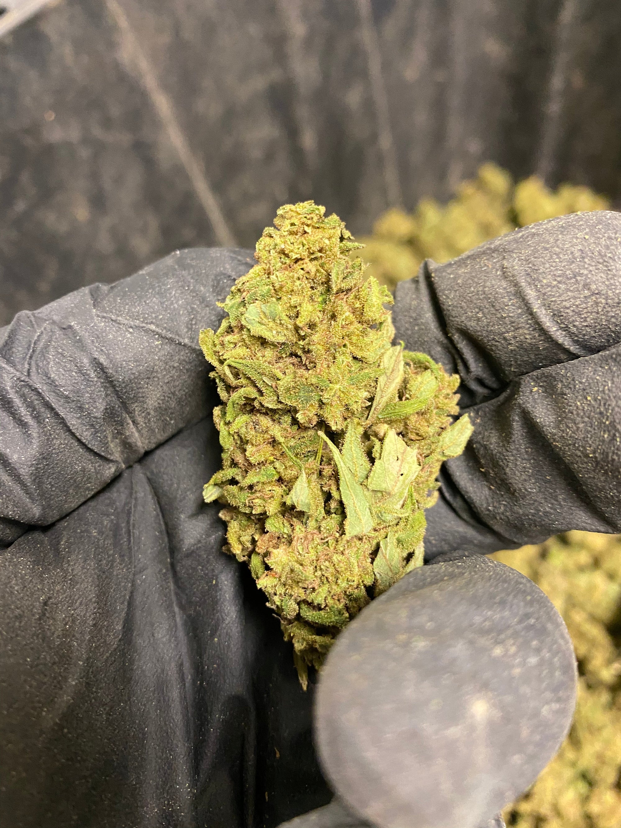 Abicus CBD Flower