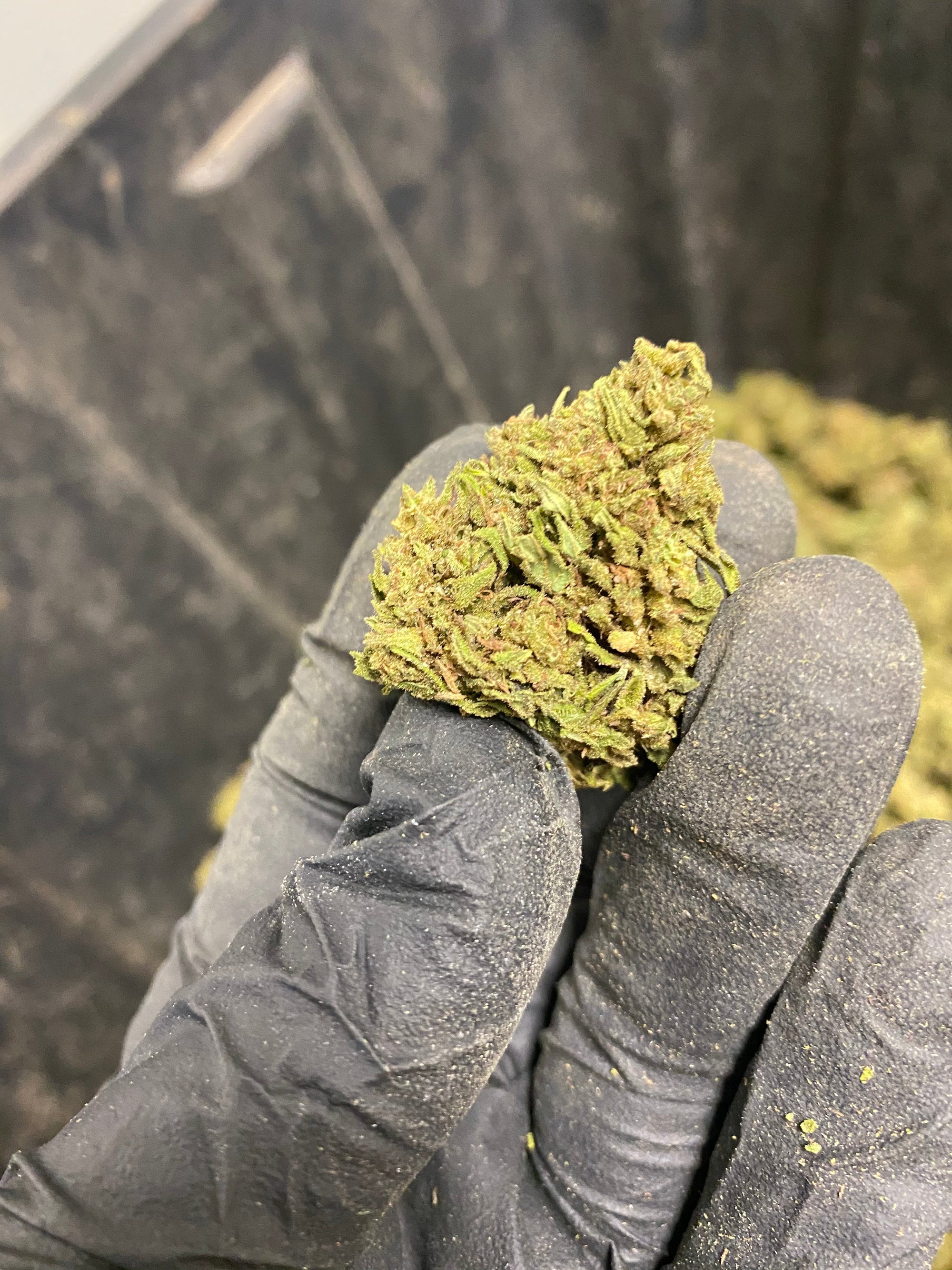 Abicus CBD Flower