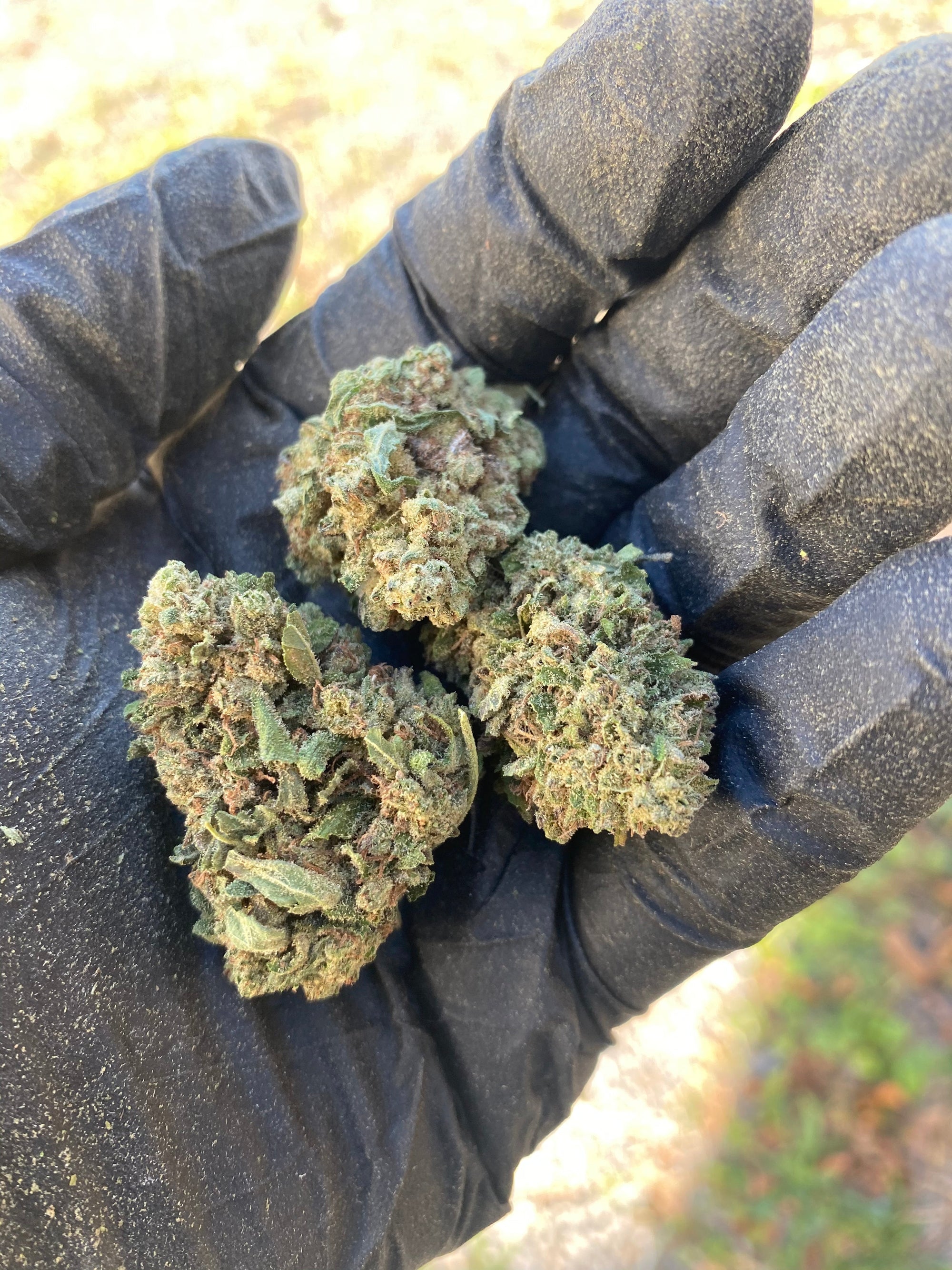 Frosted Kush - CBD Flower