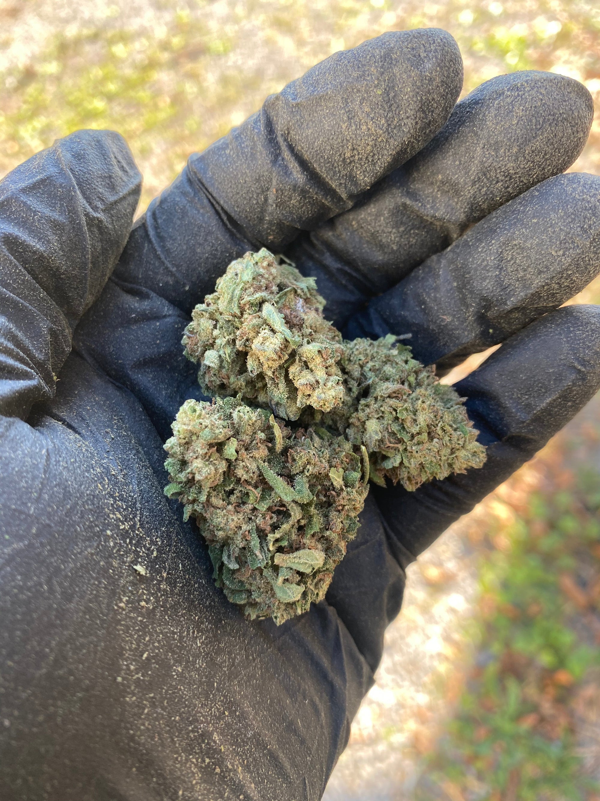 Frosted Kush - CBD Flower