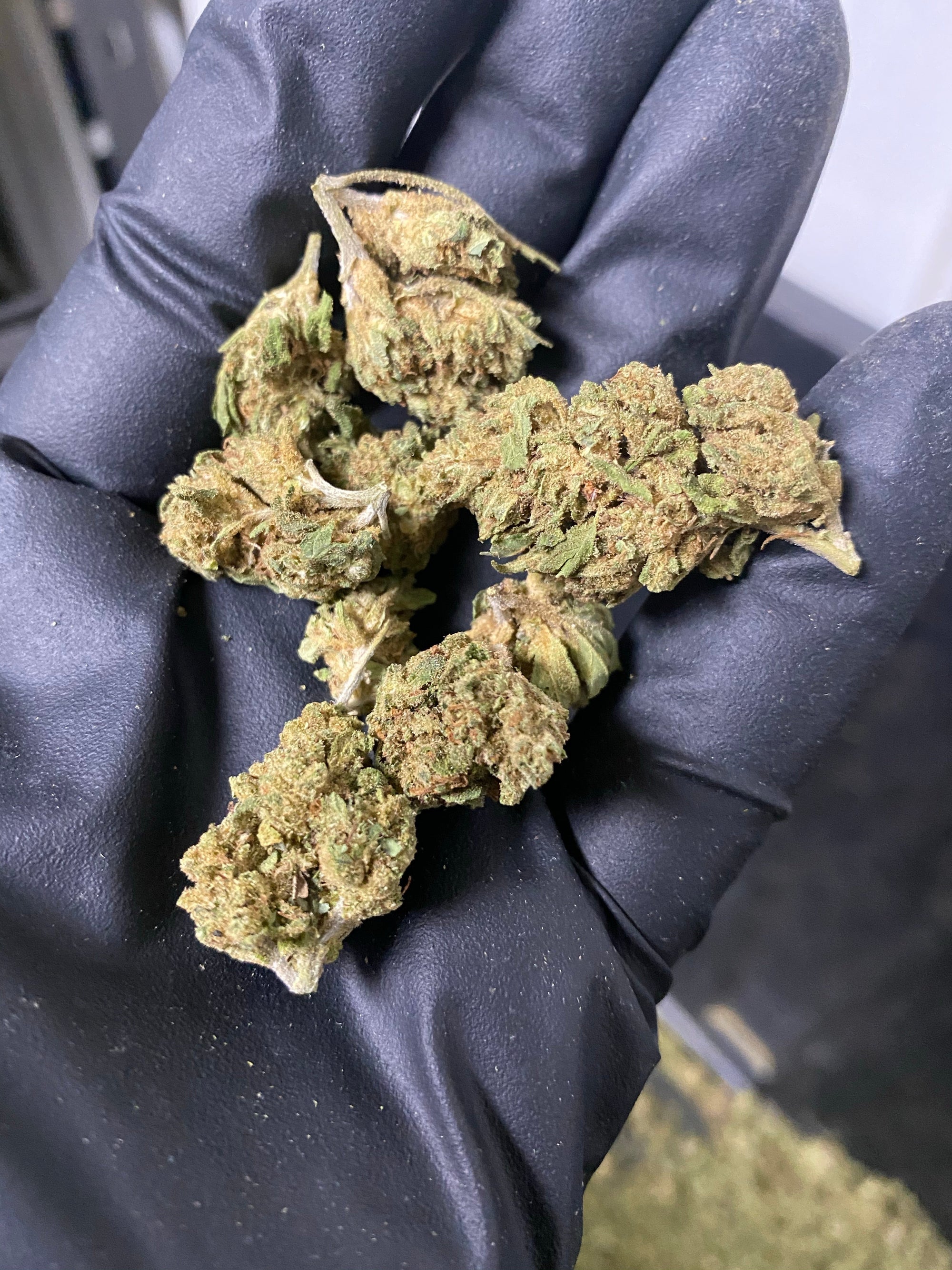 2021 The Wife Hemp Flower