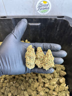 Indoor Northern Lights CBD Hemp Flower