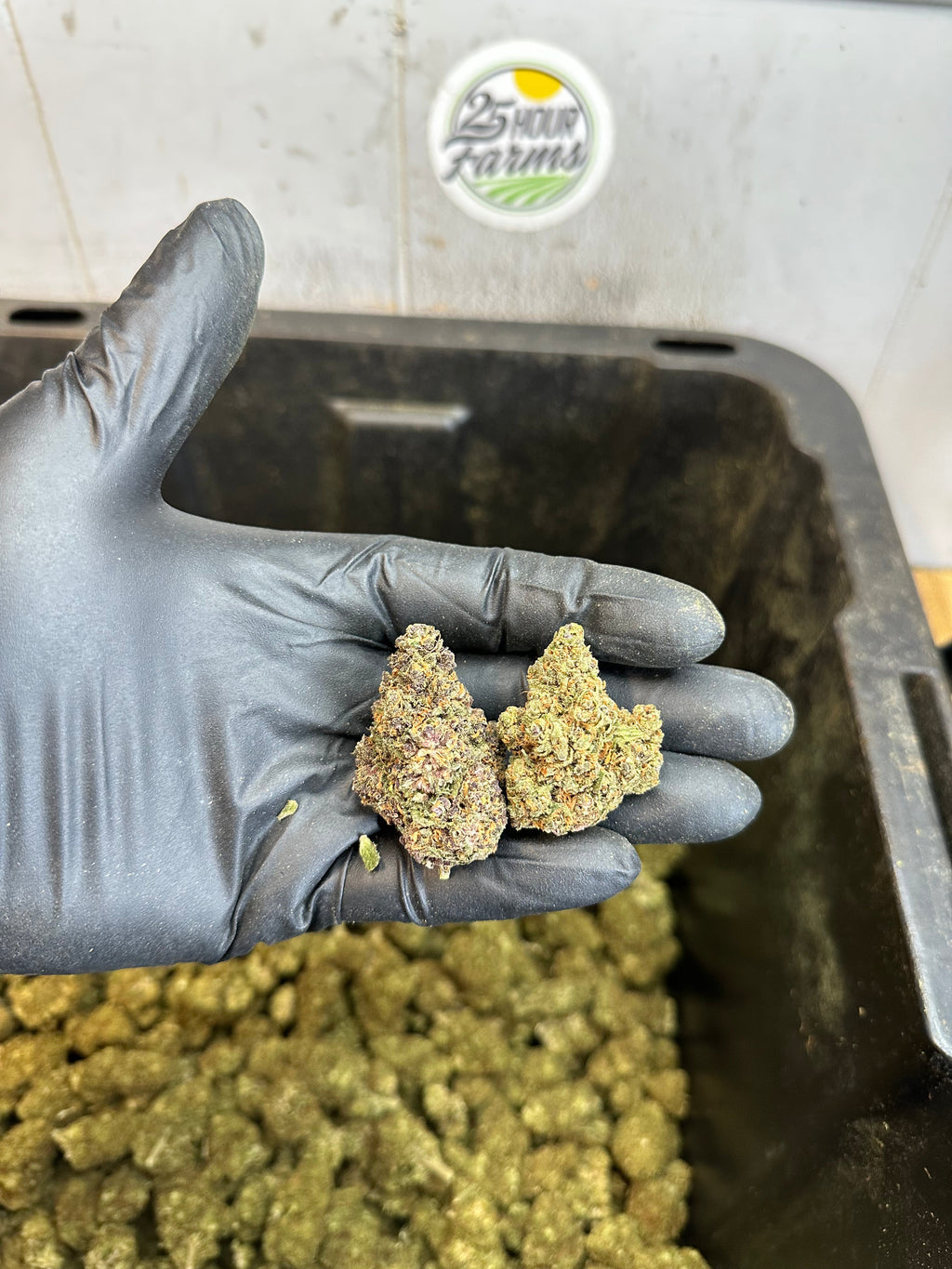 Indoor Purple Skunk CBD Hemp Flower