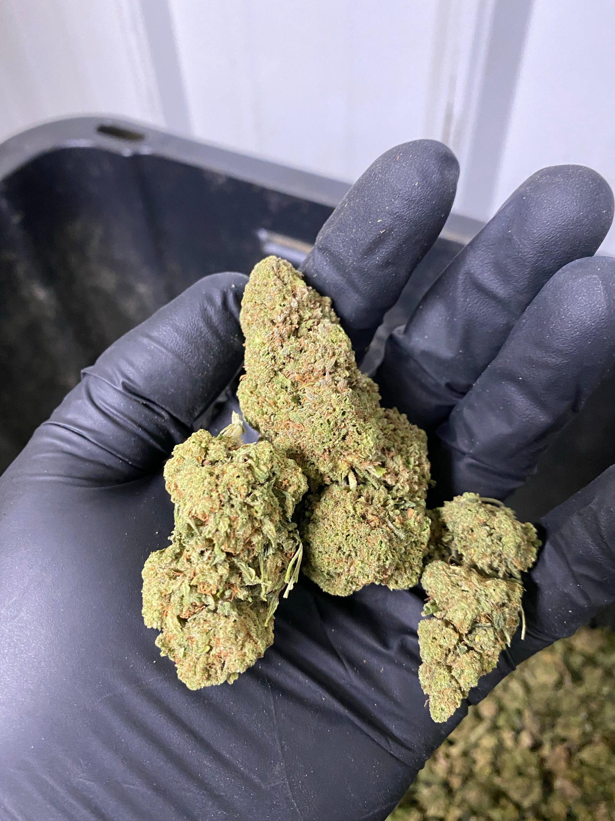 Hawaiian Express