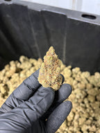 Indoor BlueBerry Haze Hemp Flower