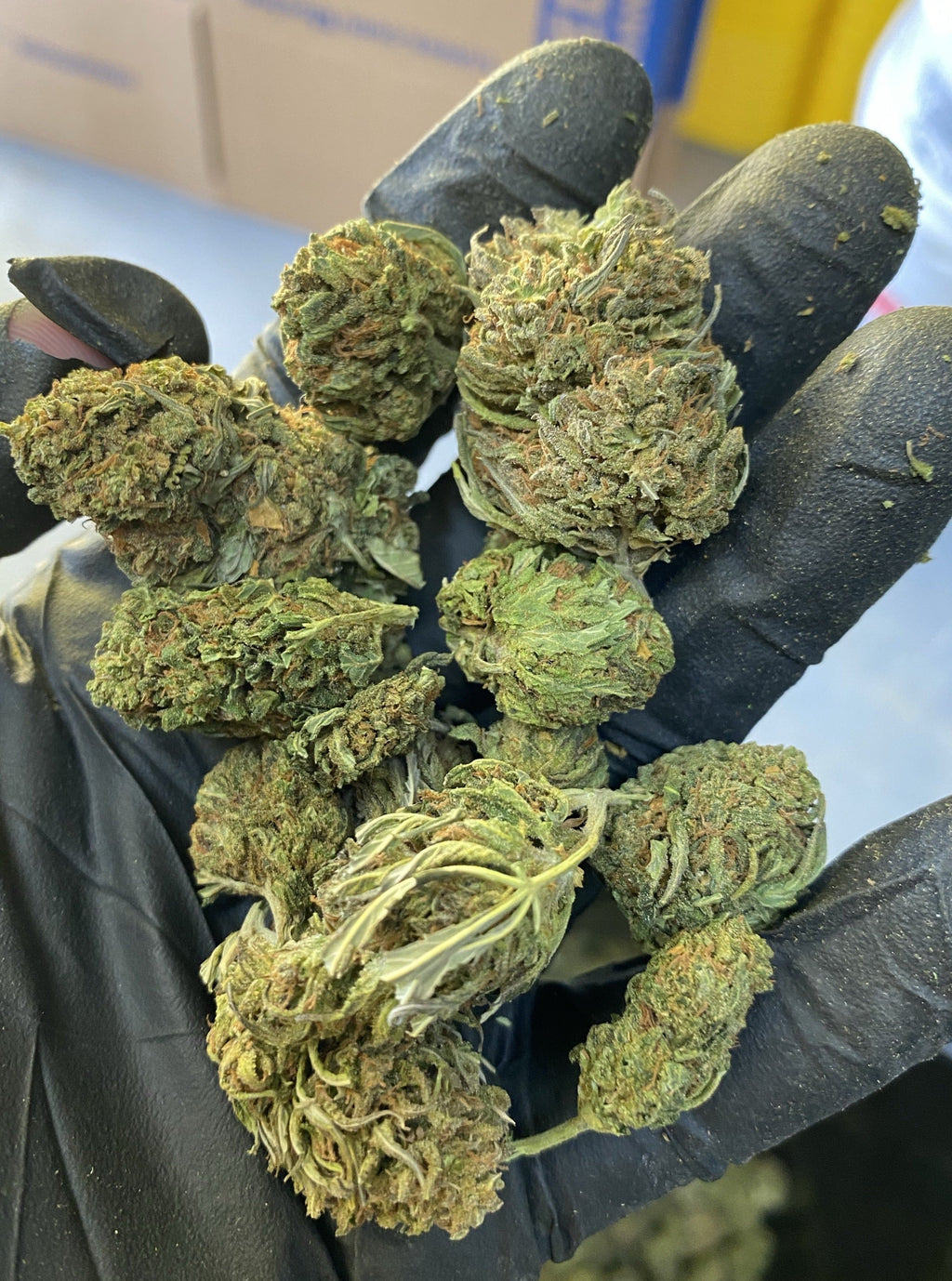 Tokyo CBD Flower