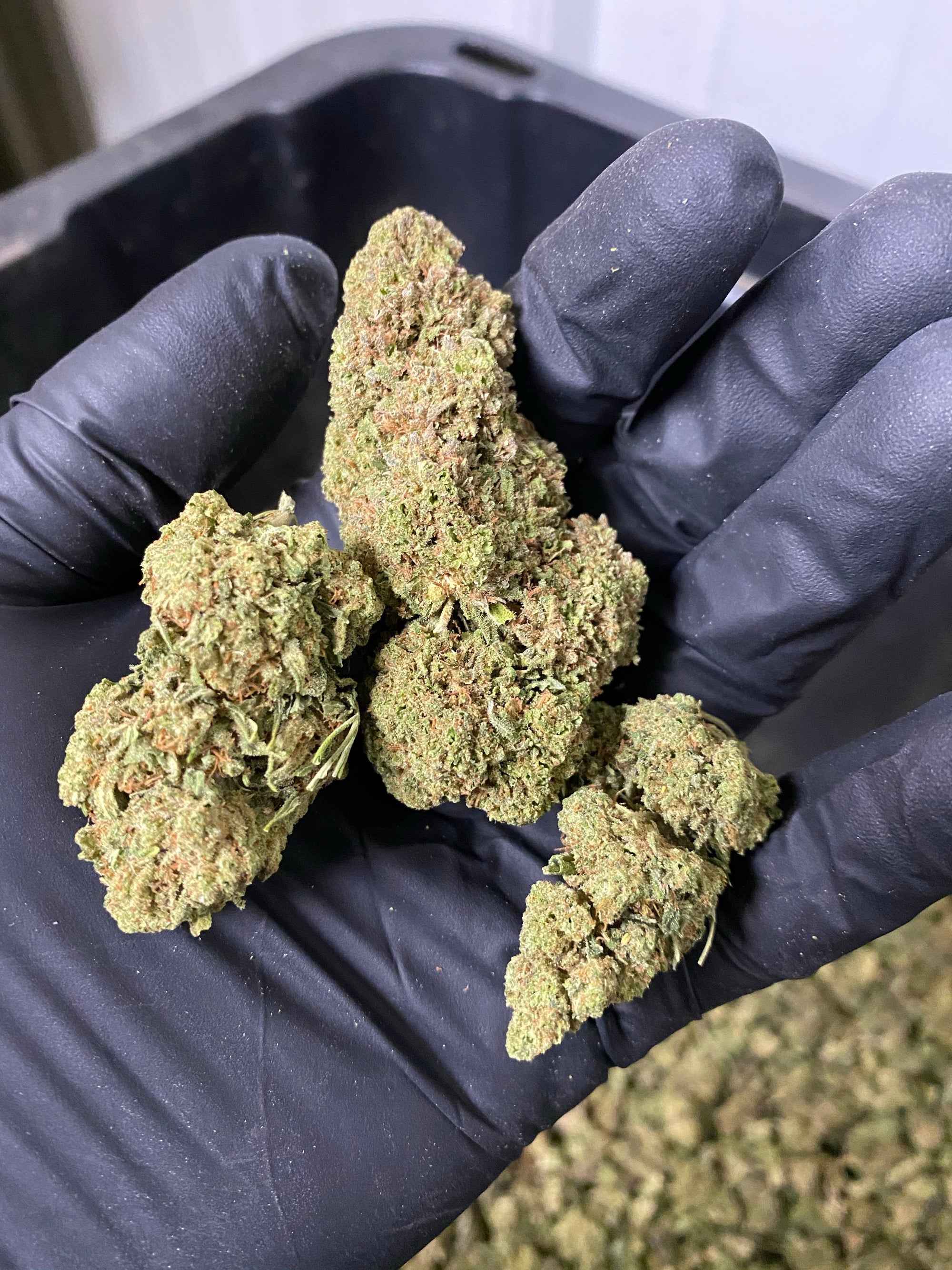 Hawaiian Express