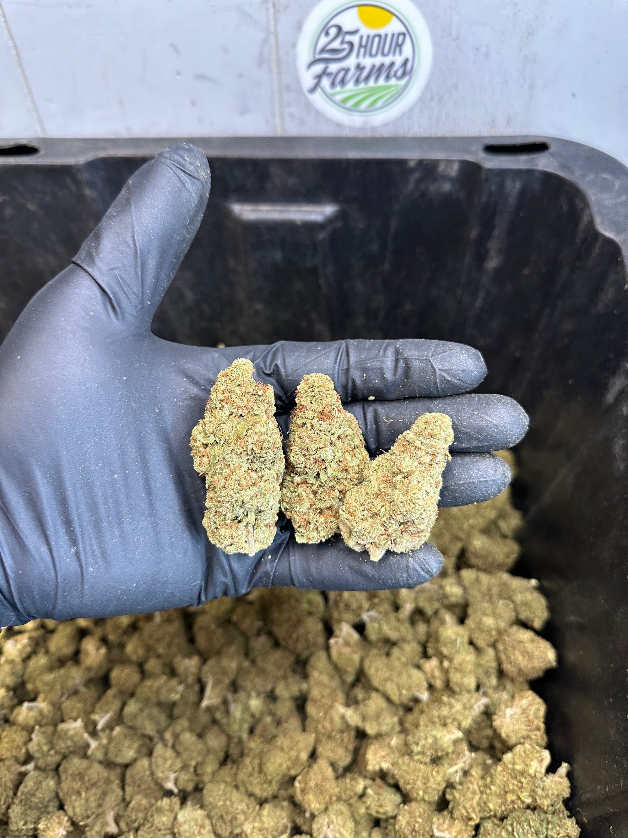 Indoor Northern Lights CBD Hemp Flower