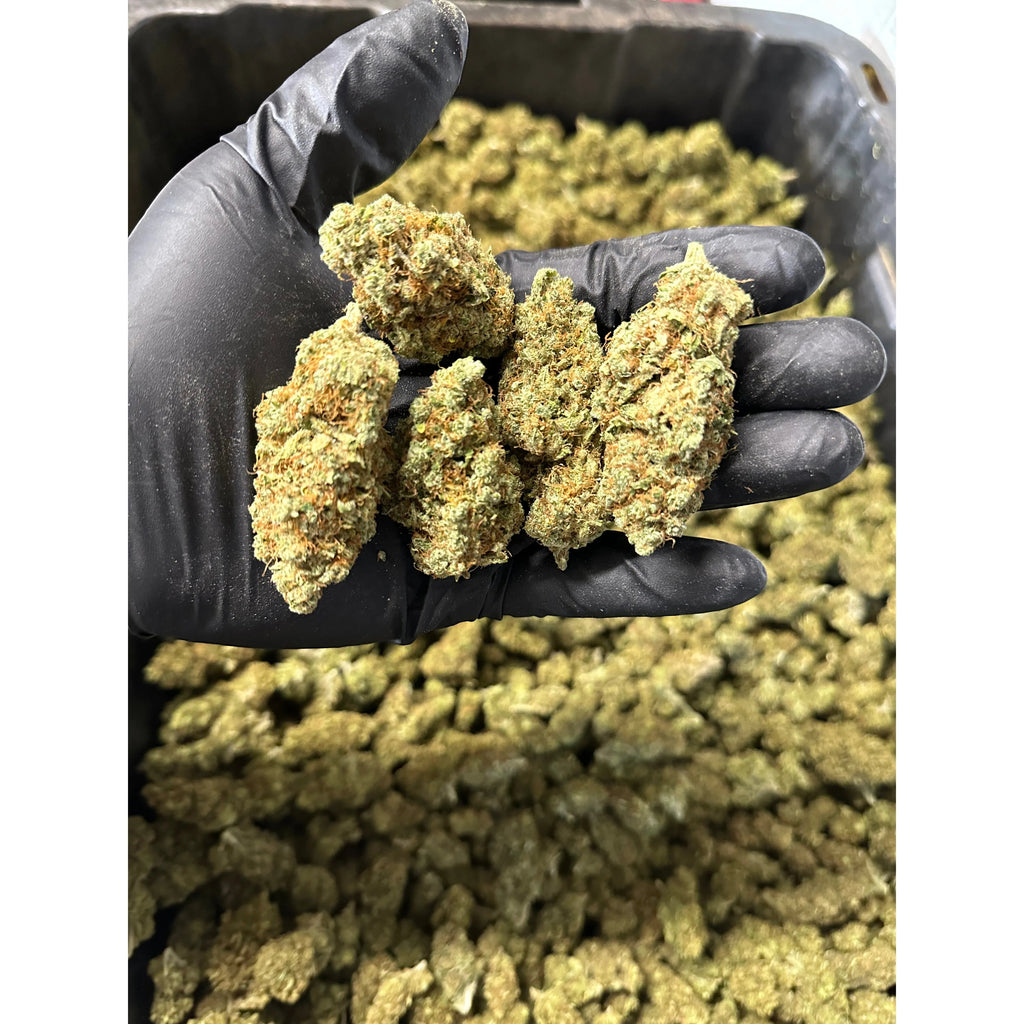Indoor Lemoncello Hemp Flower
