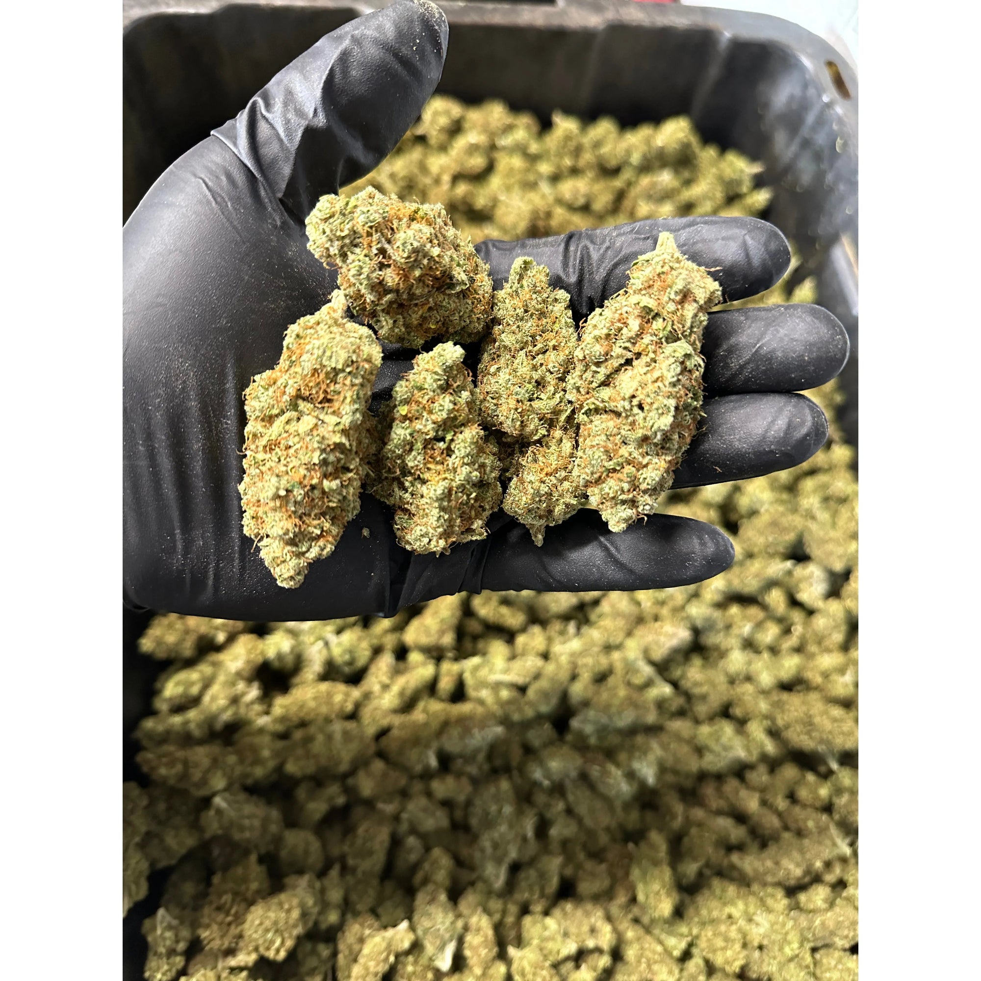 Indoor Lemoncello Hemp Flower