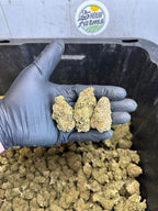 Indoor Northern Lights CBD Hemp Flower