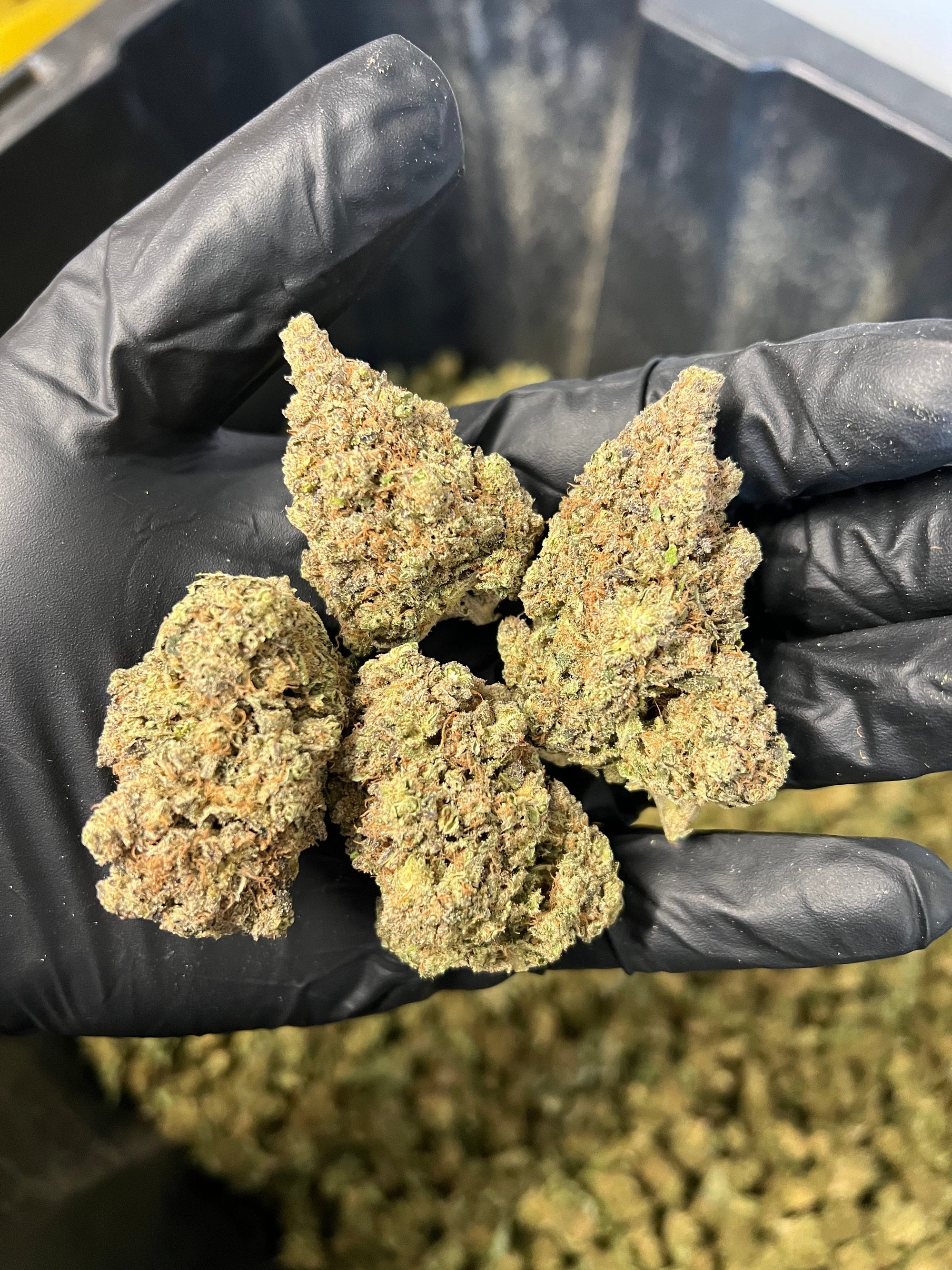 Indoor Purple Punch Hemp Flower