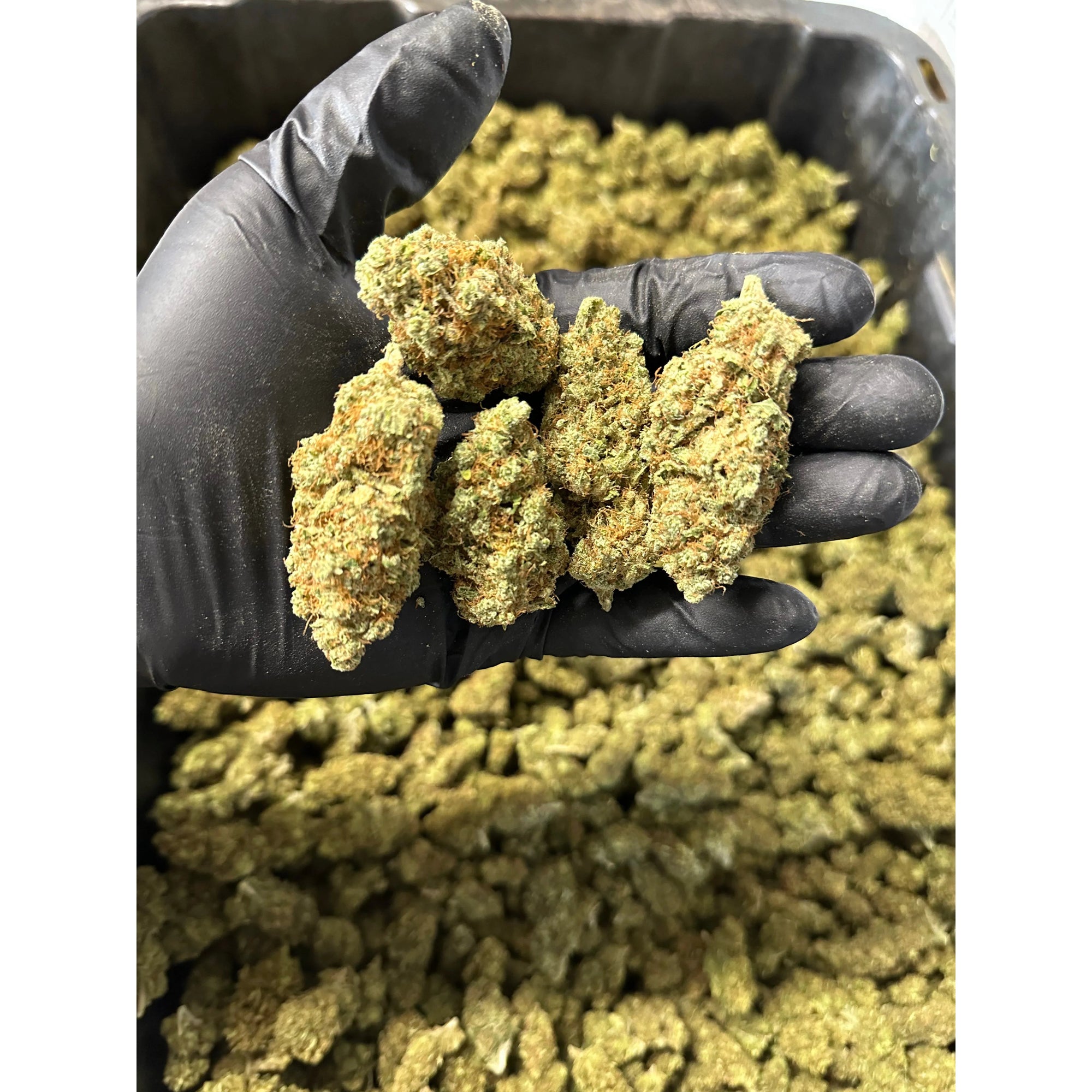 Indoor Lemoncello Hemp Flower