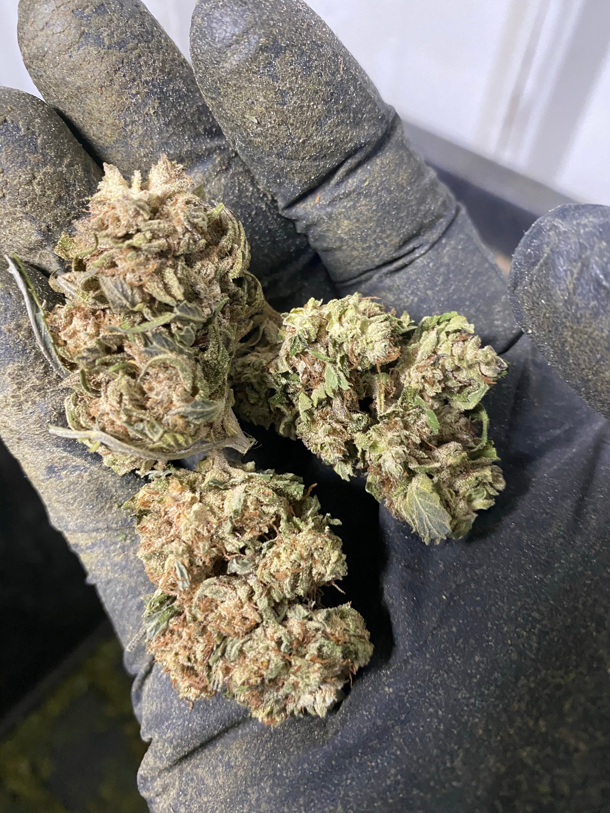 Jackfrost CBG Hemp Flower