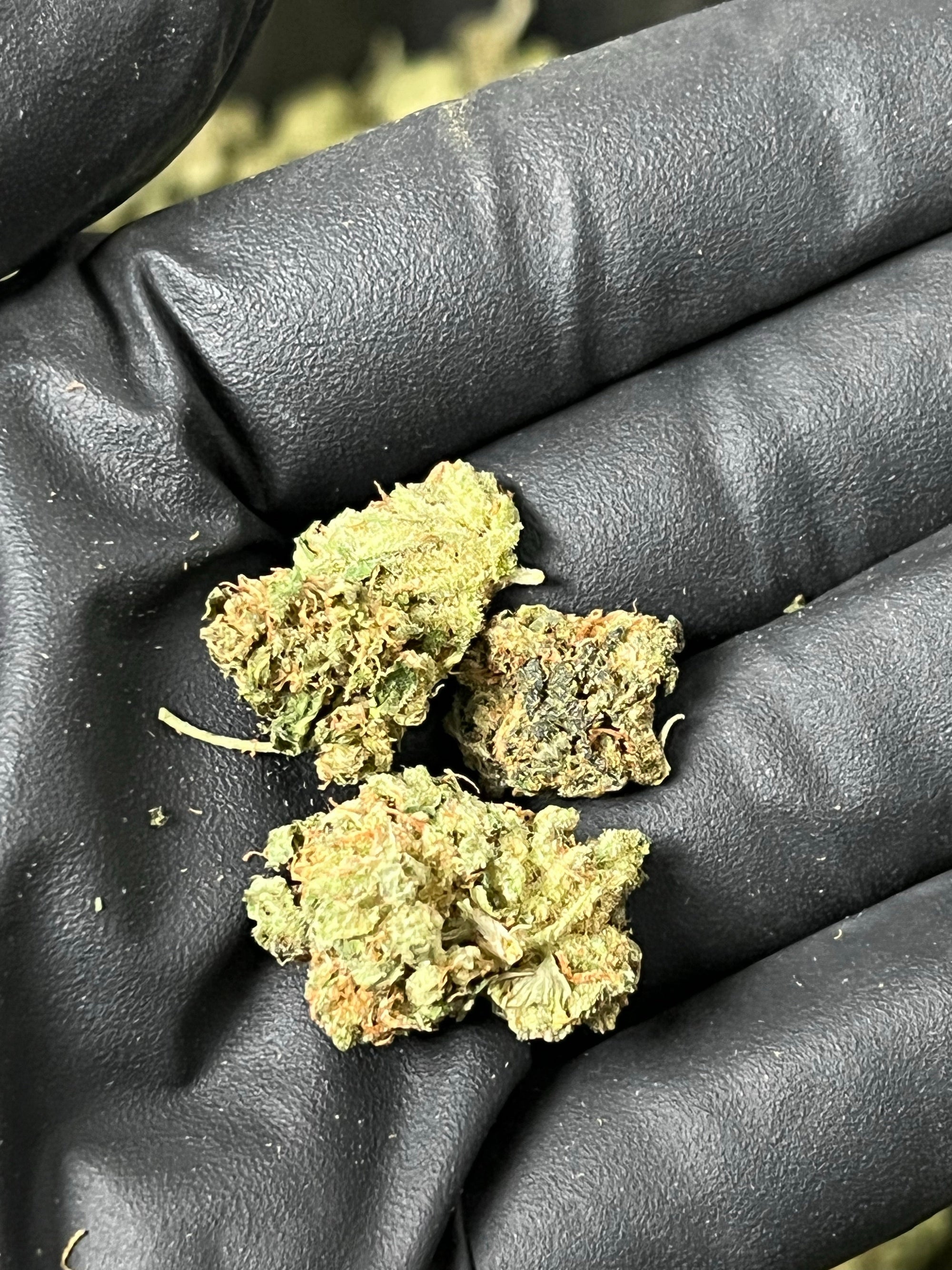 Suver Haze Smalls