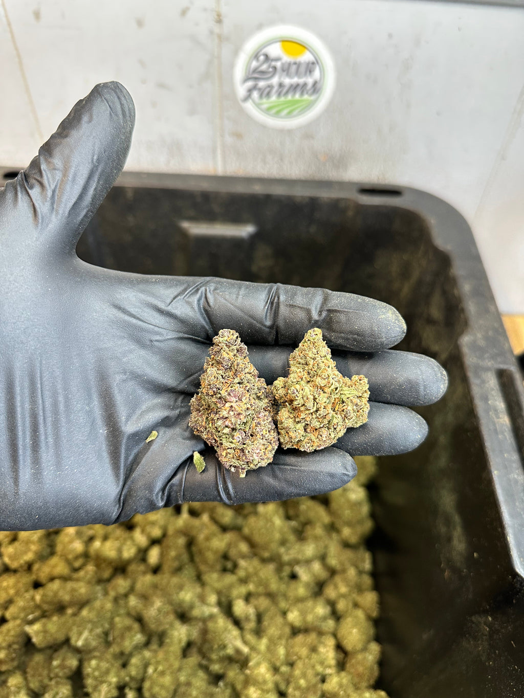 Indoor Purple Skunk CBD Hemp Flower
