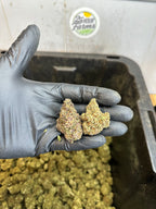 Indoor Purple Skunk CBD Hemp Flower