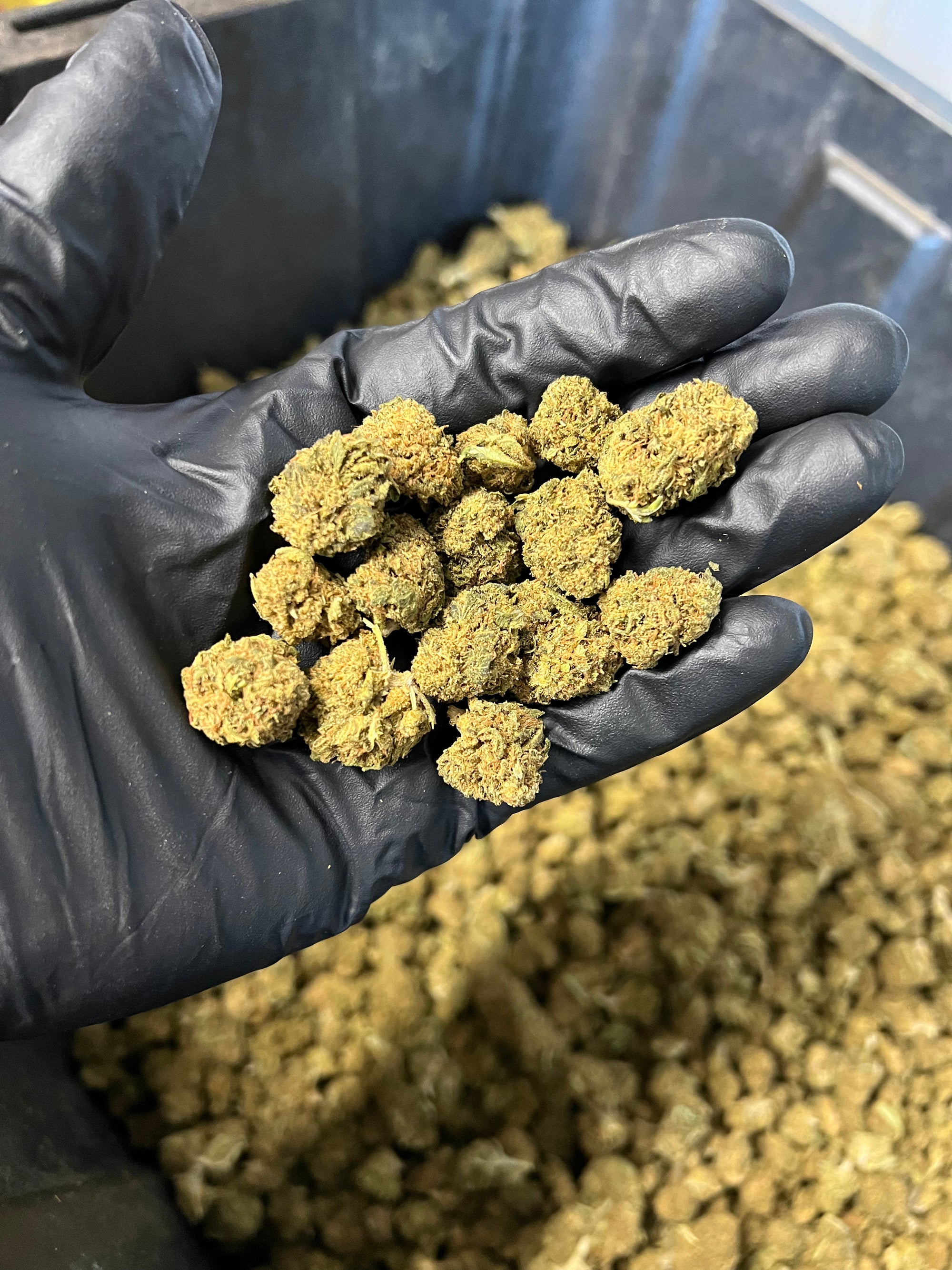Sweet Diesel Hemp Flower Smalls