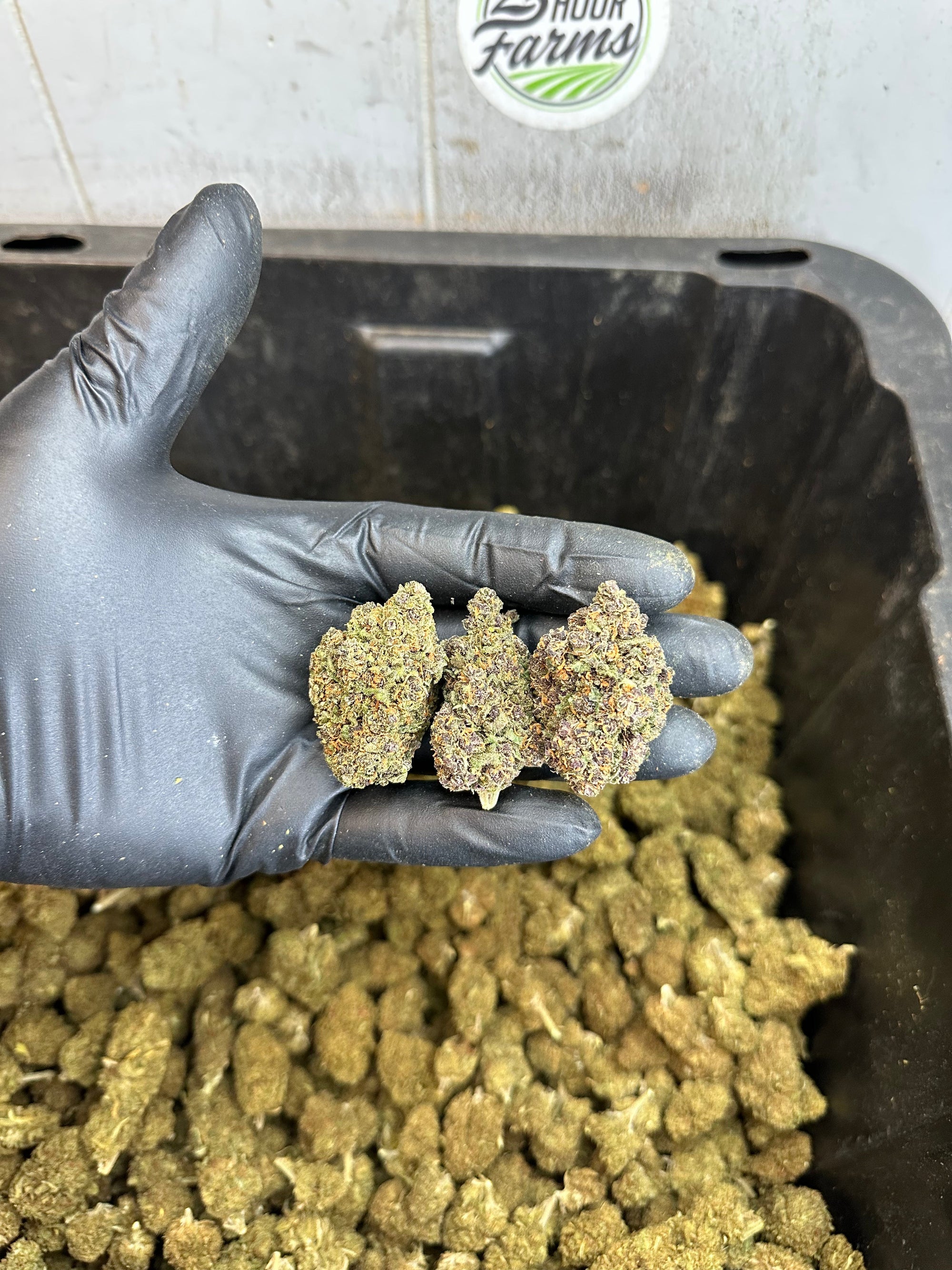 Indoor Purple Skunk CBD Hemp Flower