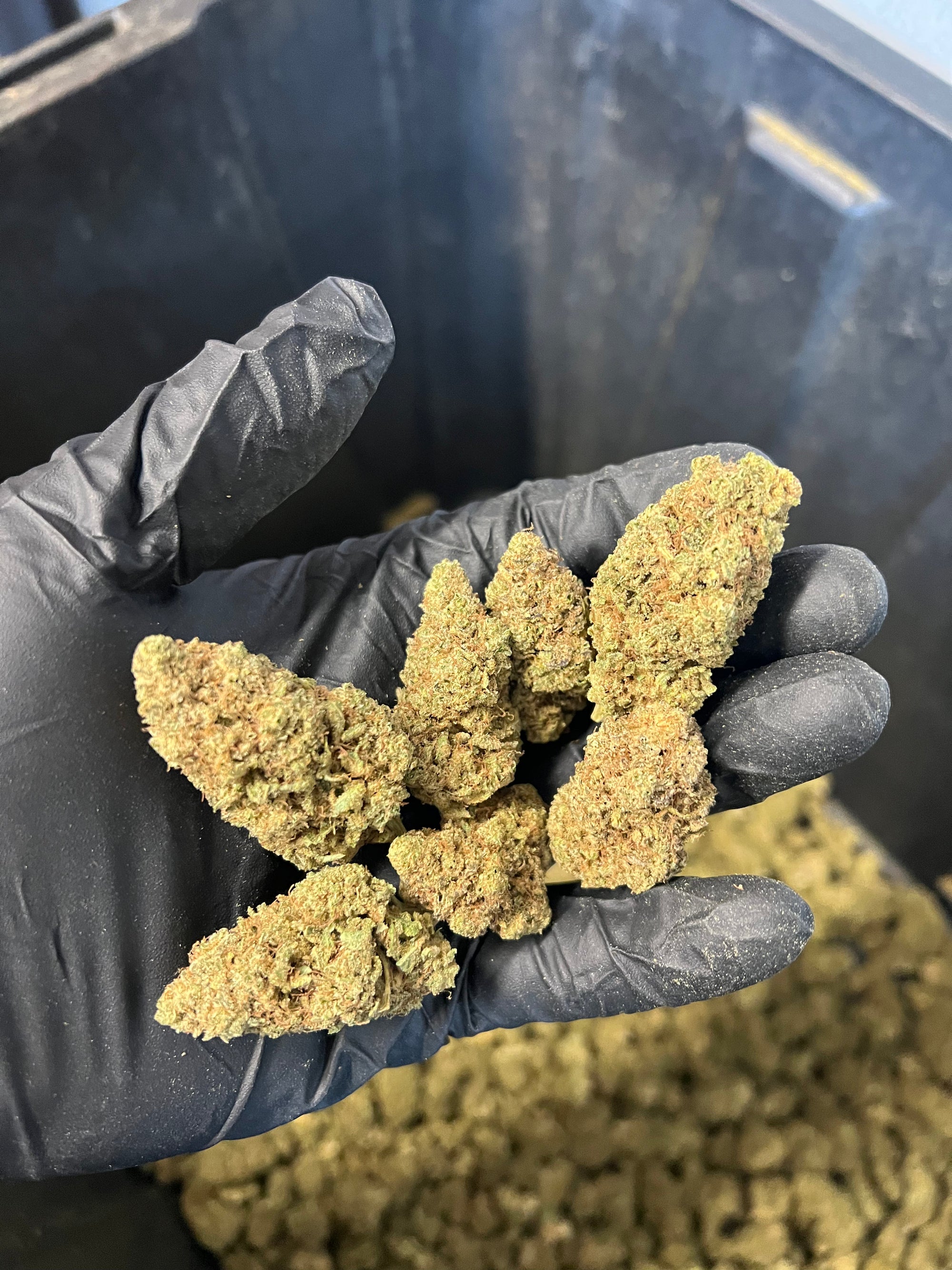 Indoor Agent Orange Hemp Flower