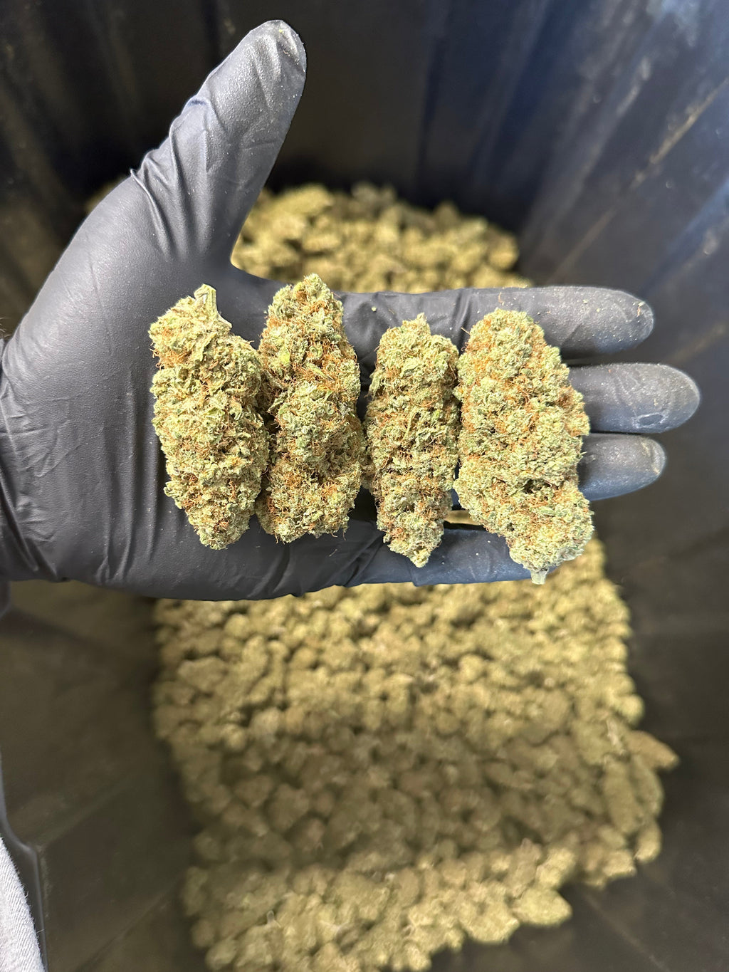 Indoor Grape Fizz Hemp Flower