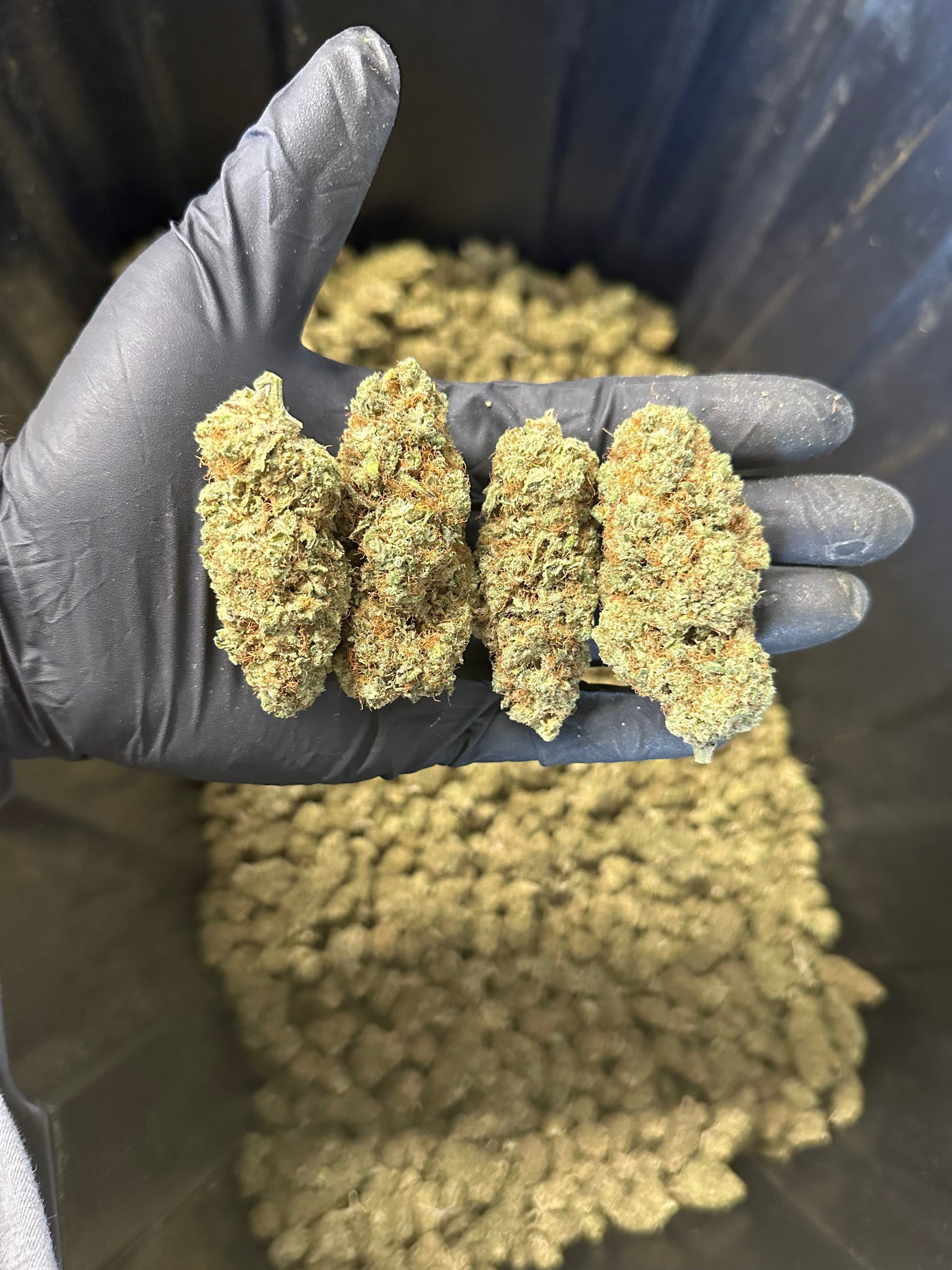 Indoor Grape Fizz Hemp Flower