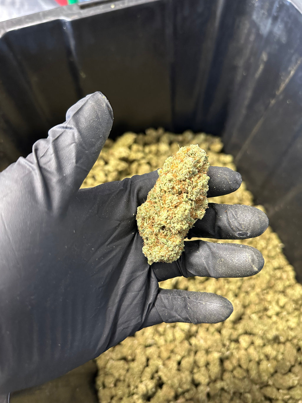 Indoor Grape Fizz Hemp Flower