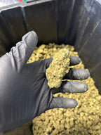 Indoor Grape Fizz Hemp Flower