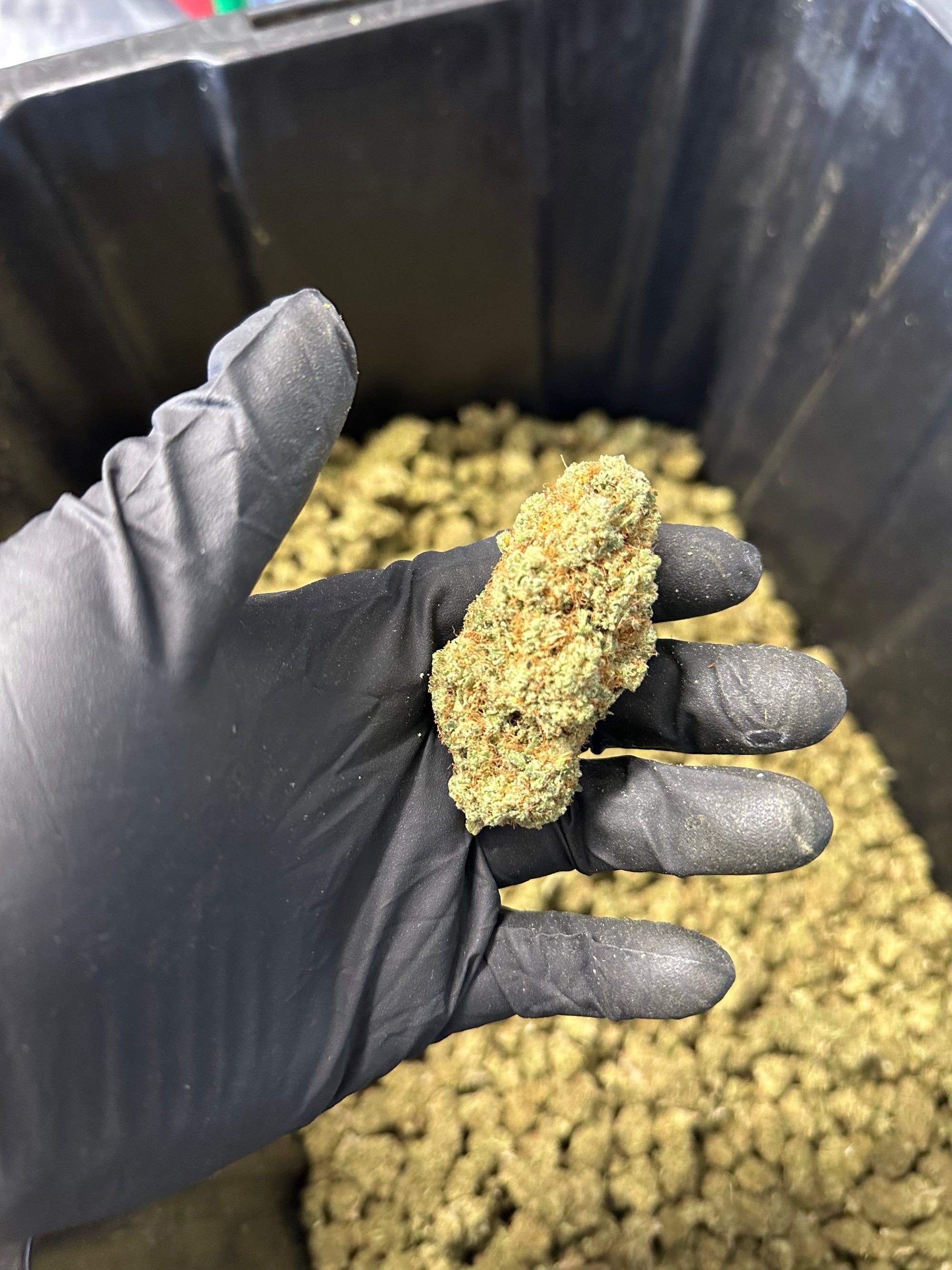 Indoor Grape Fizz Hemp Flower