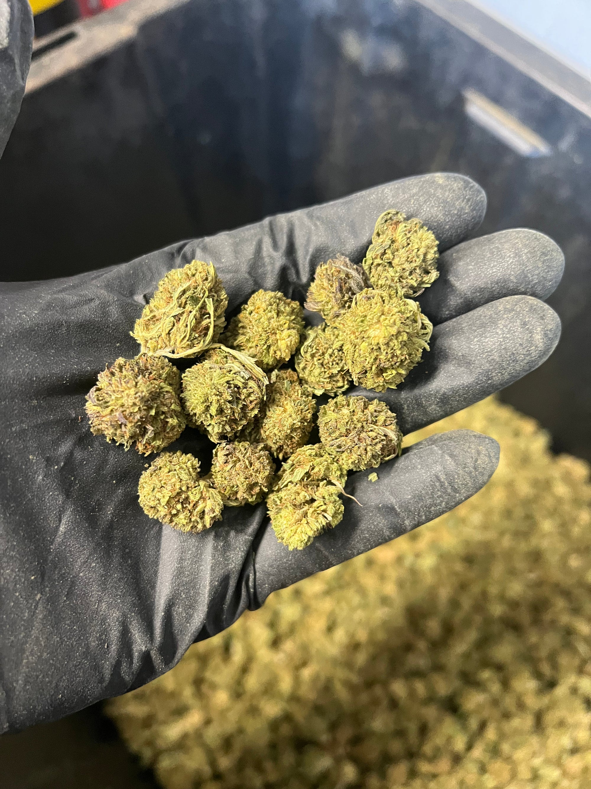 Bubba Kush Hemp Flower Smalls
