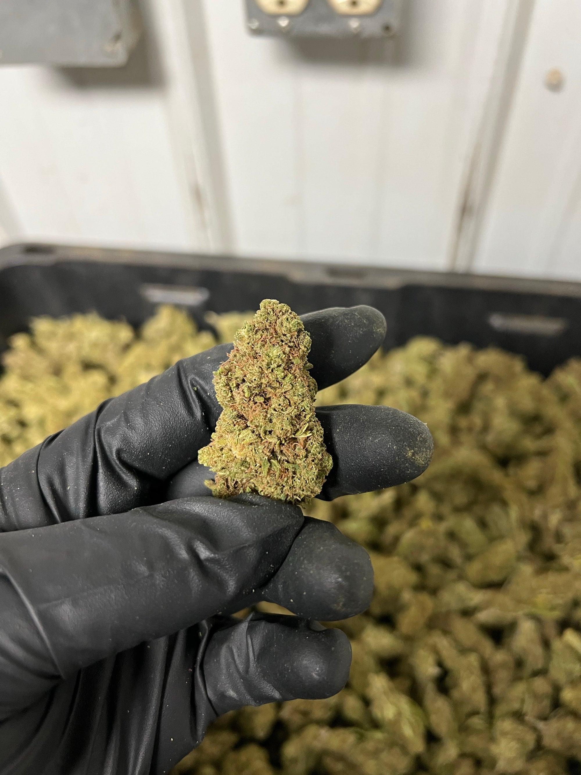 Creamsicle Hemp Flower